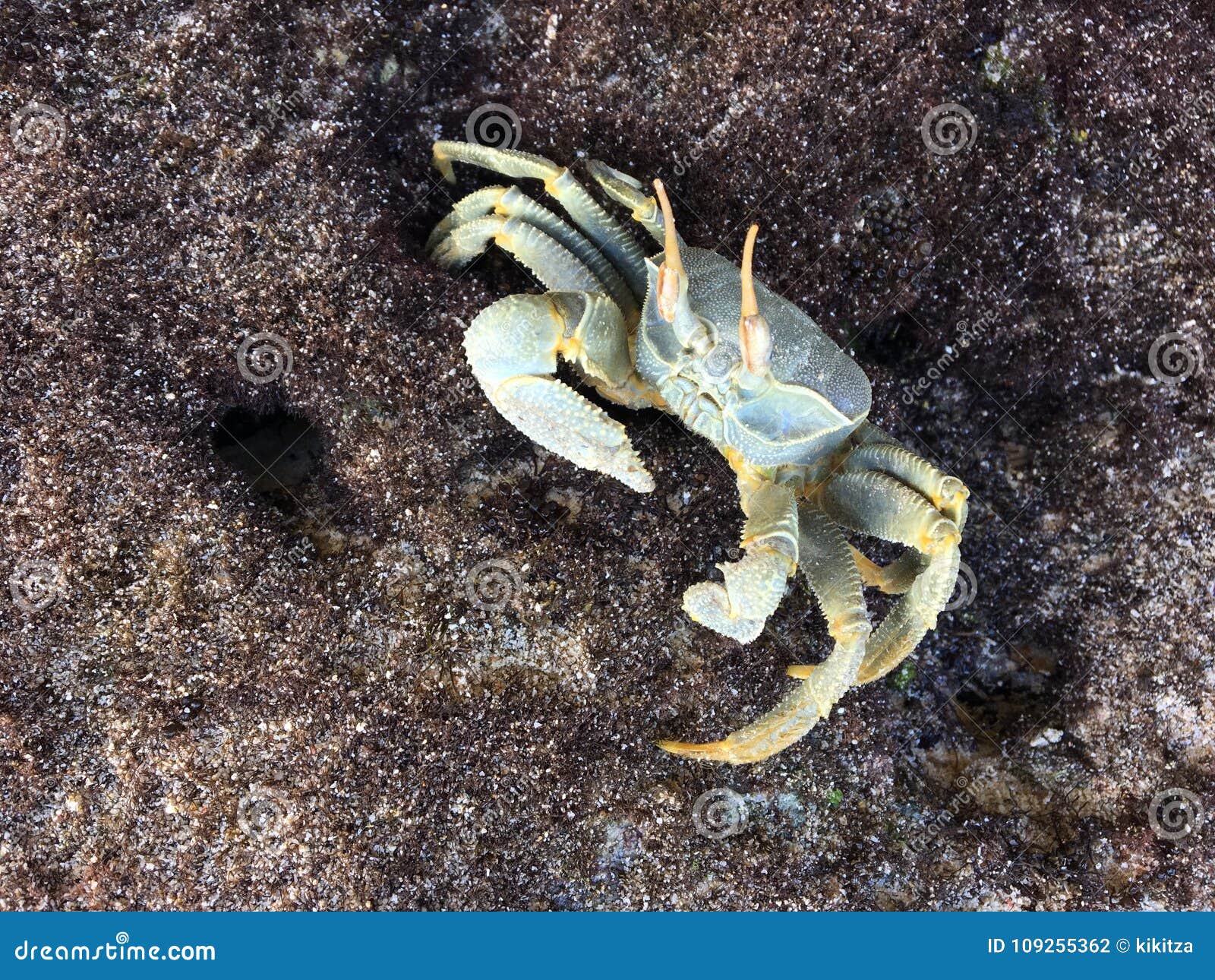 Giant Crab at Beach on Prison Island, Zanzibar Stock Photo - Image