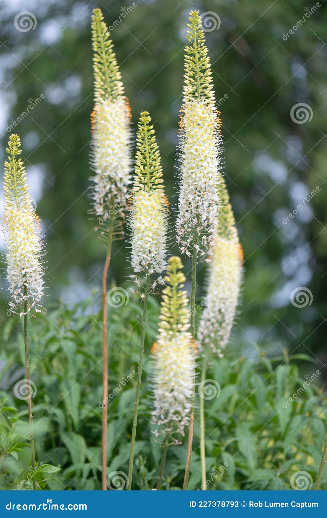 Eremurus robustus sale