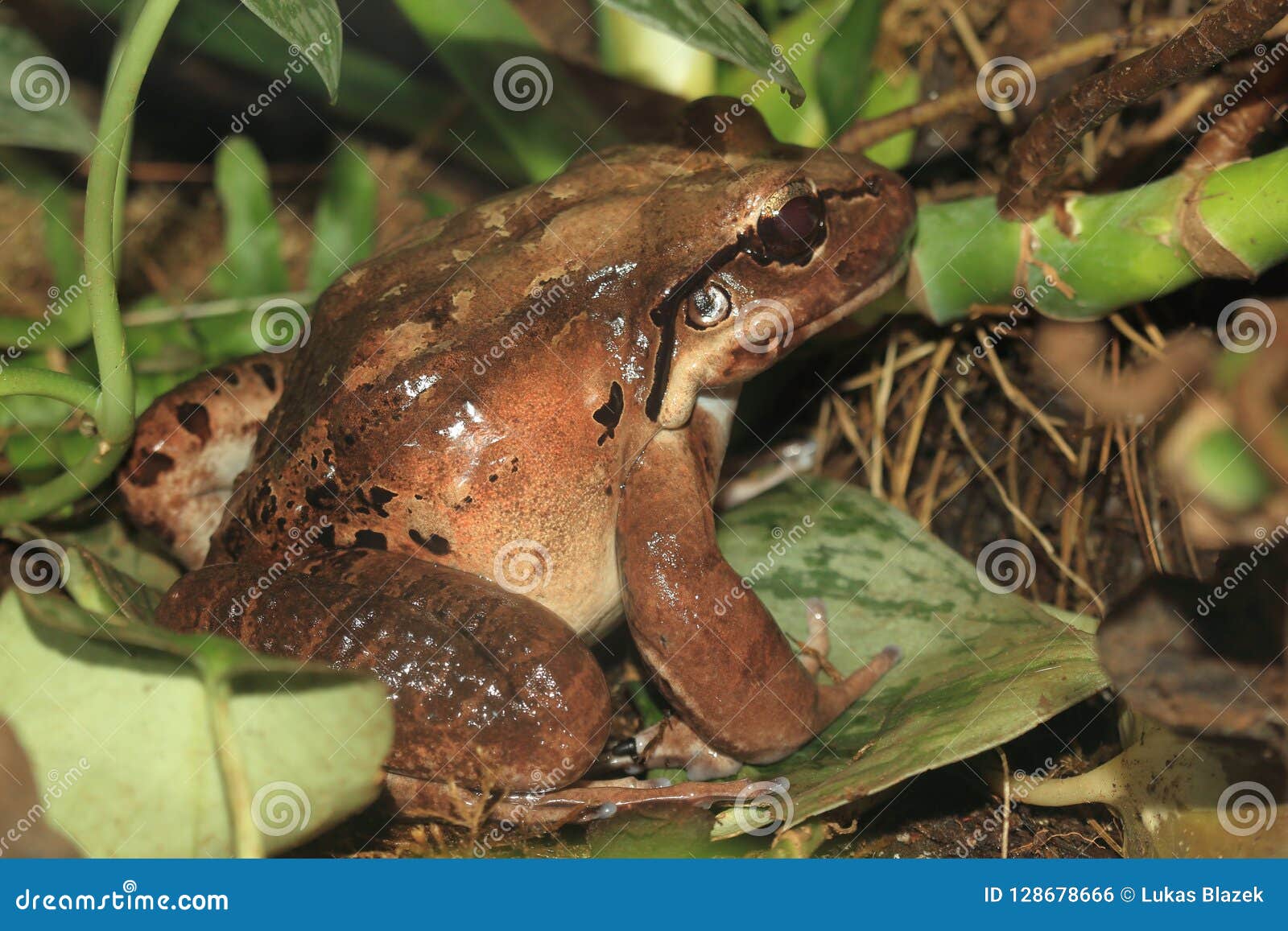 giant ditch frog