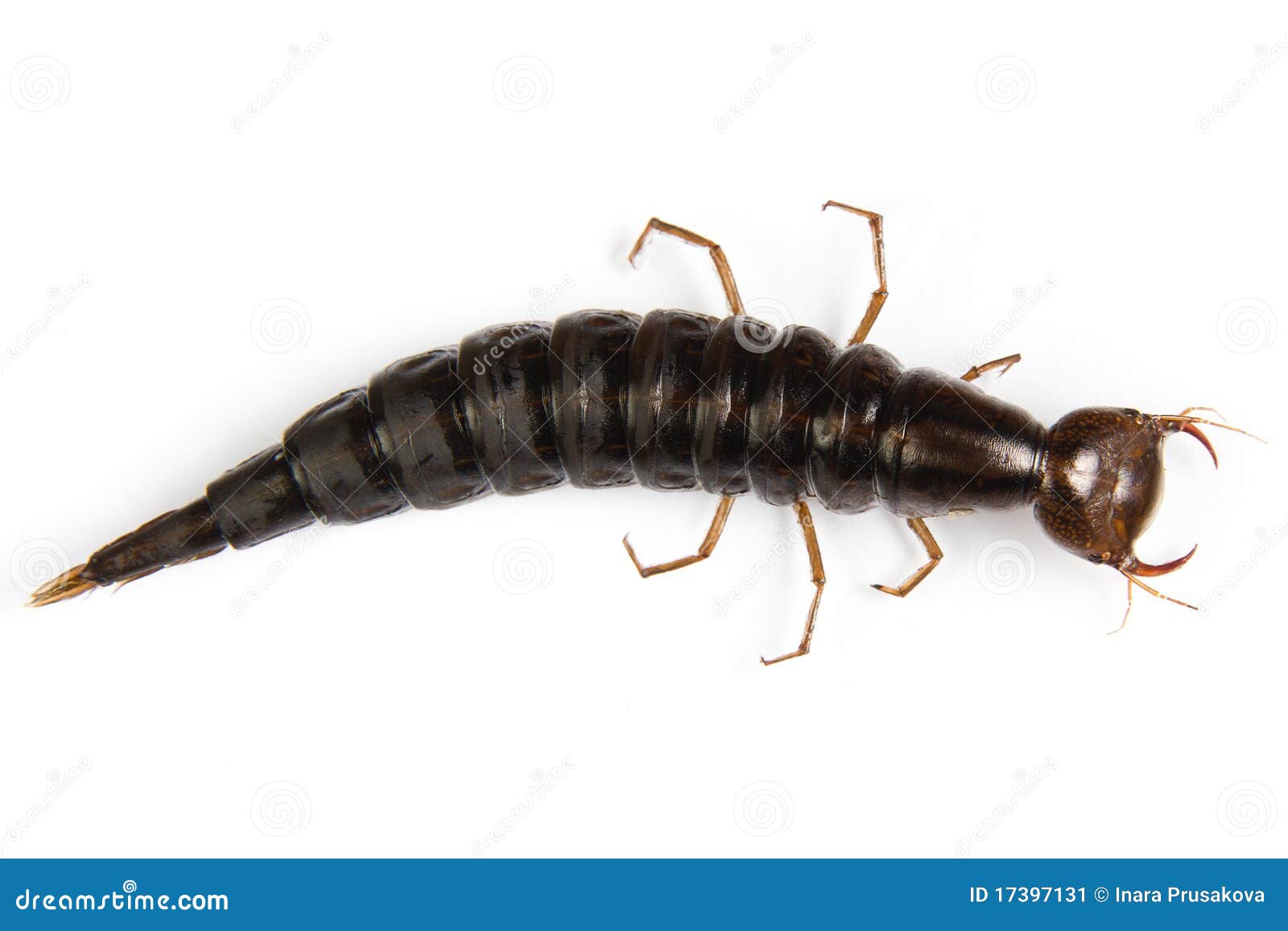 Giant Diving Beetle larva stock image. Image of detail 17397131