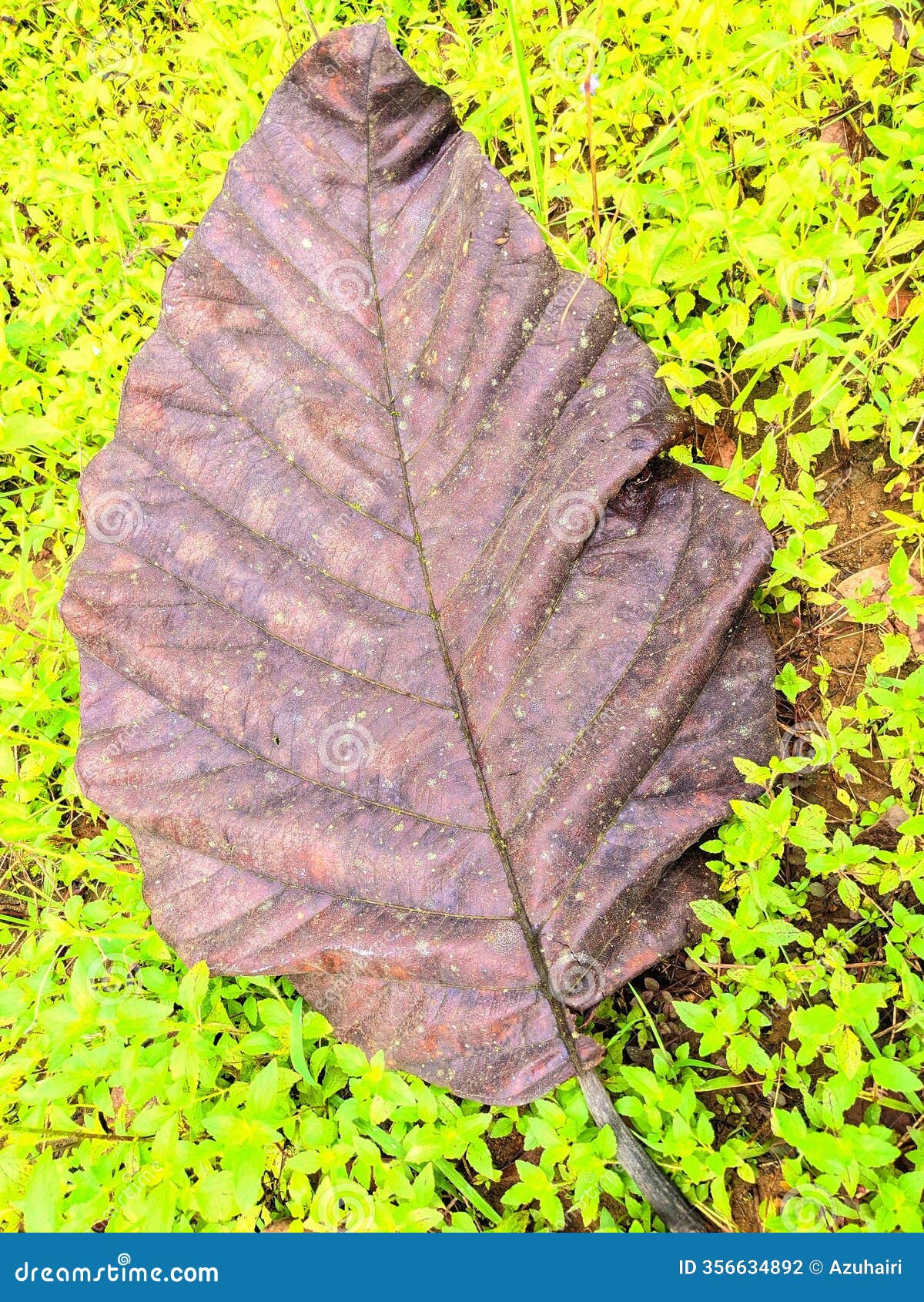 giant dry leaf on green grass