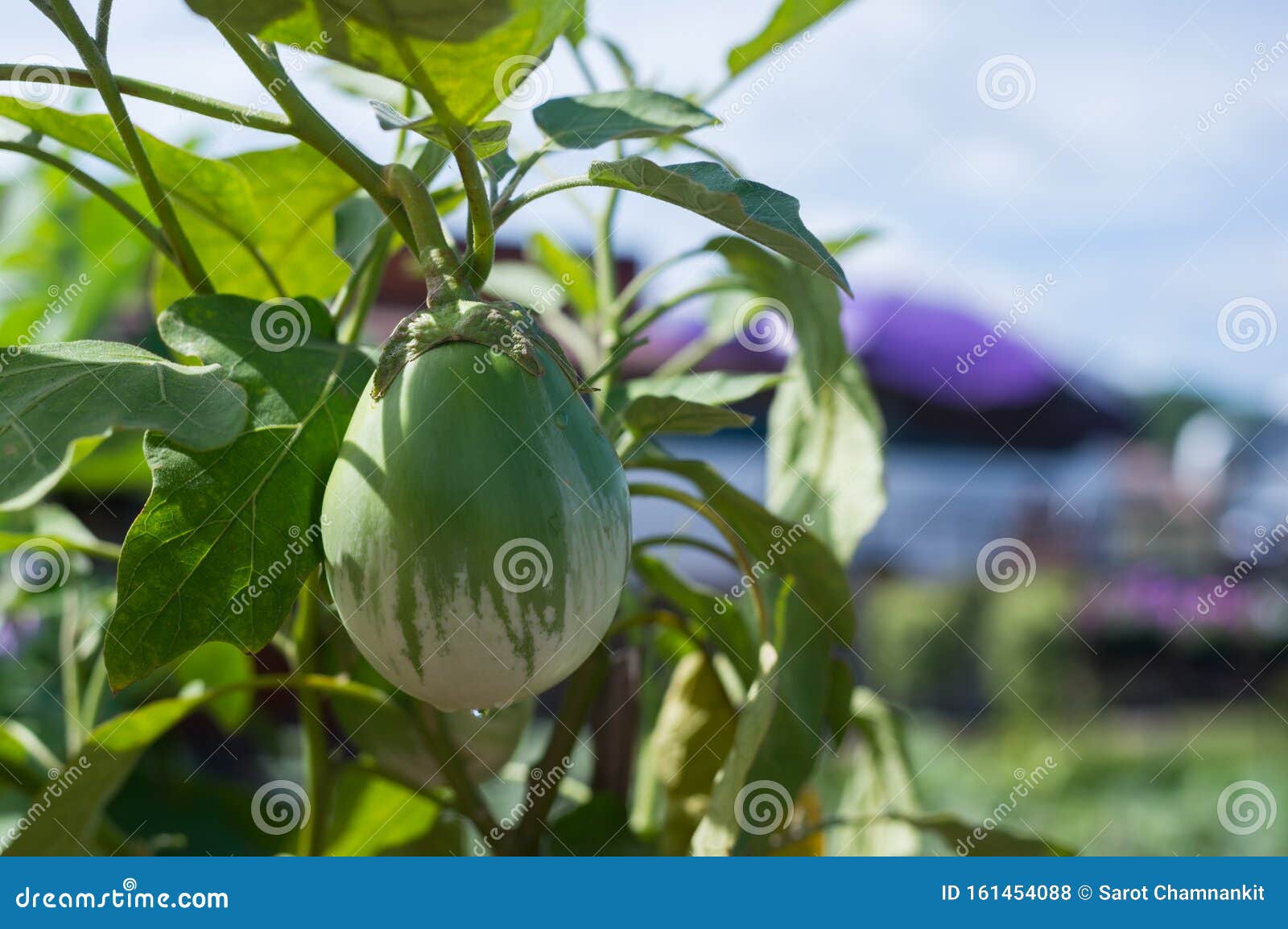 Giant Eggplant. stock photo. Image of garden, fresh 161454088