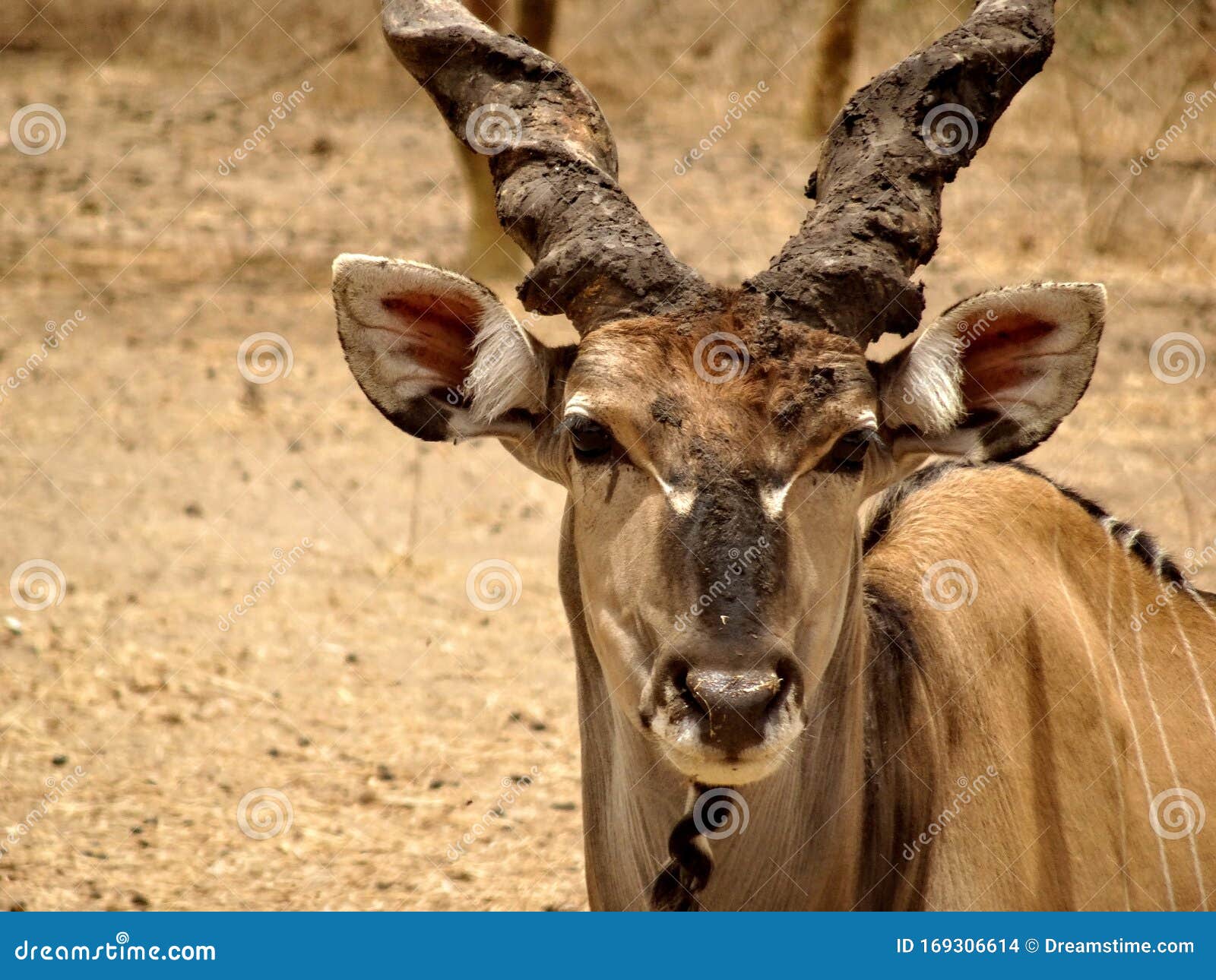 the giant eland taurotragus derbianus or lord derby eland