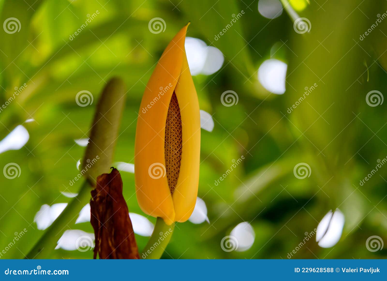 giant elephant ear flower or indian taro. aroids, araceae, of xishuangbanna.