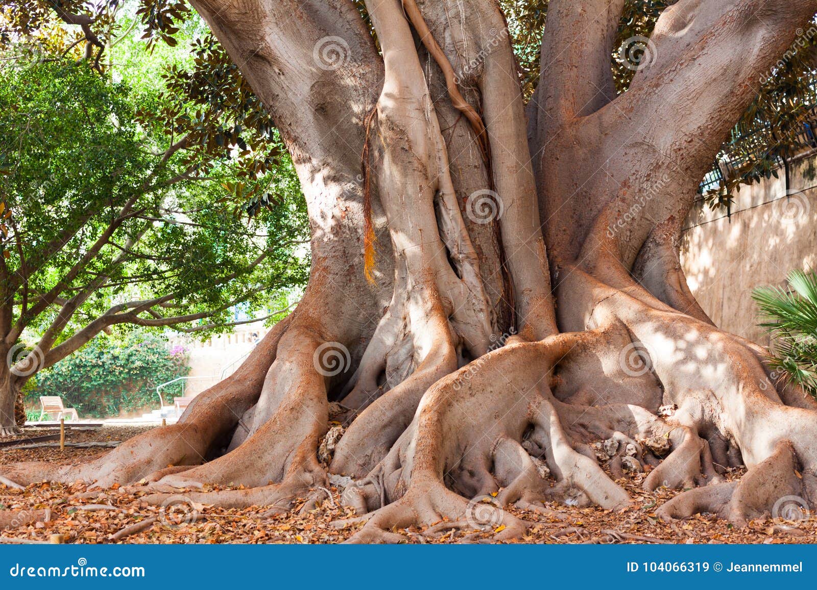 giant ficus tree ficus macrophylla in the garden of misericordia. palma, majorca