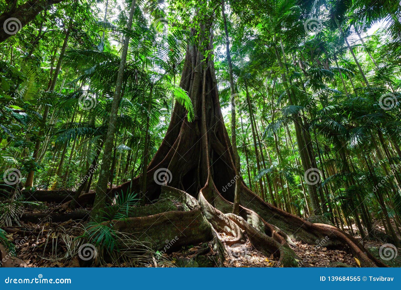 giant fig tree roots in a rainforest.