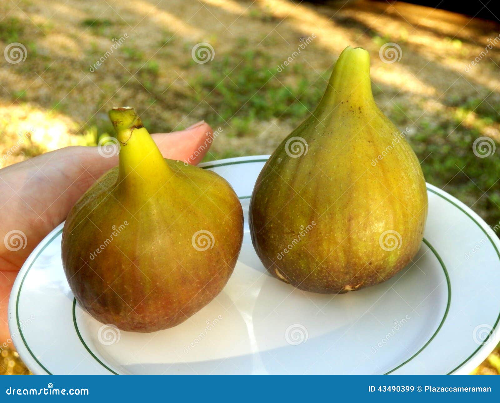 Giant Figs stock image. Image of healthy, nutrition, large 43490399