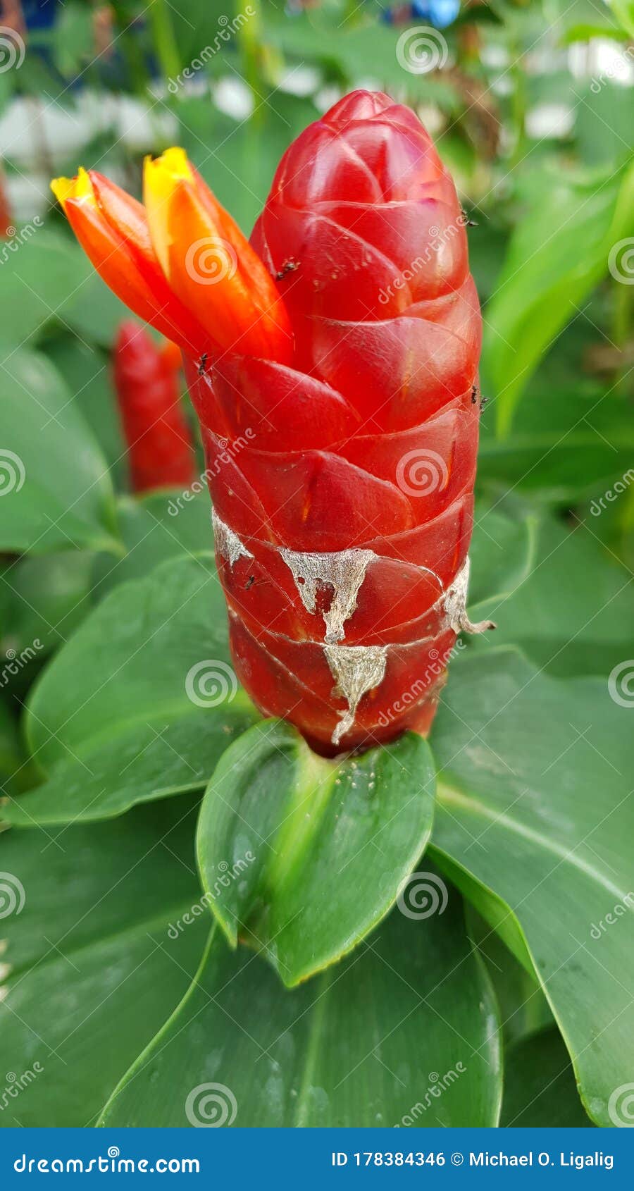 Giant Flower Bud of Tropical Plant Stock Photo Image of plant, giant