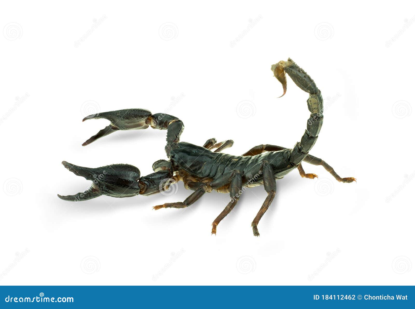 Giant forest scorpions stock photo. Image of poison - 184112462
