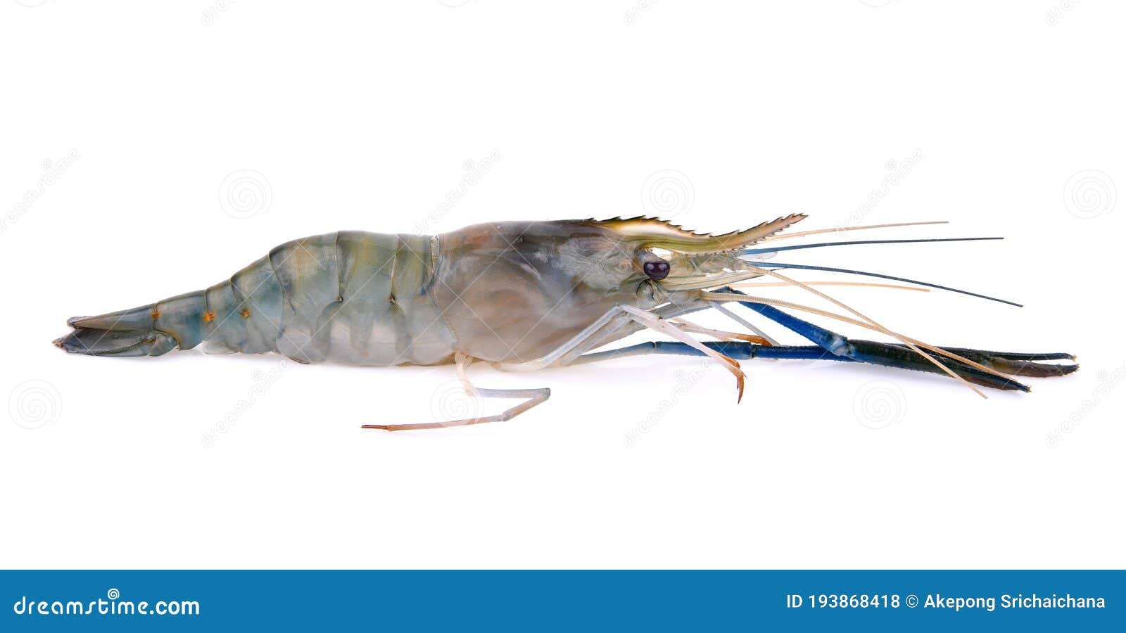 Giant Freshwater Prawn, Fresh Shrimp Isolate on White Background Stock