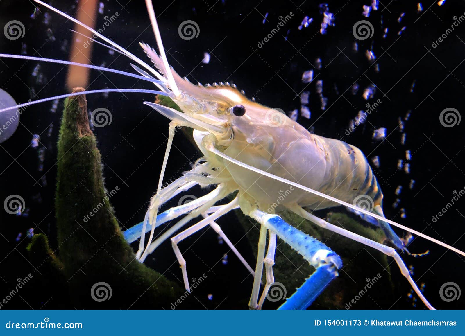 Giant Freshwater Prawn or Giant River Shrimp in Tank Stock Image - Image of  freshness, crustacean: 154001173