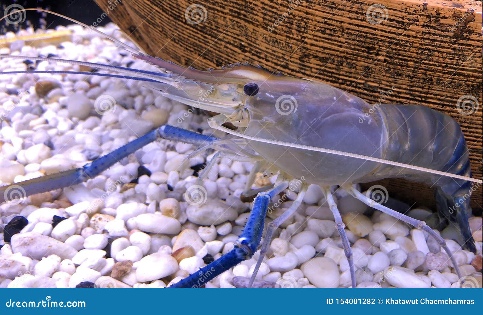 Giant Freshwater Prawn or Giant River Shrimp in Tank Stock Photo - Image of  market, gourmet: 154001282