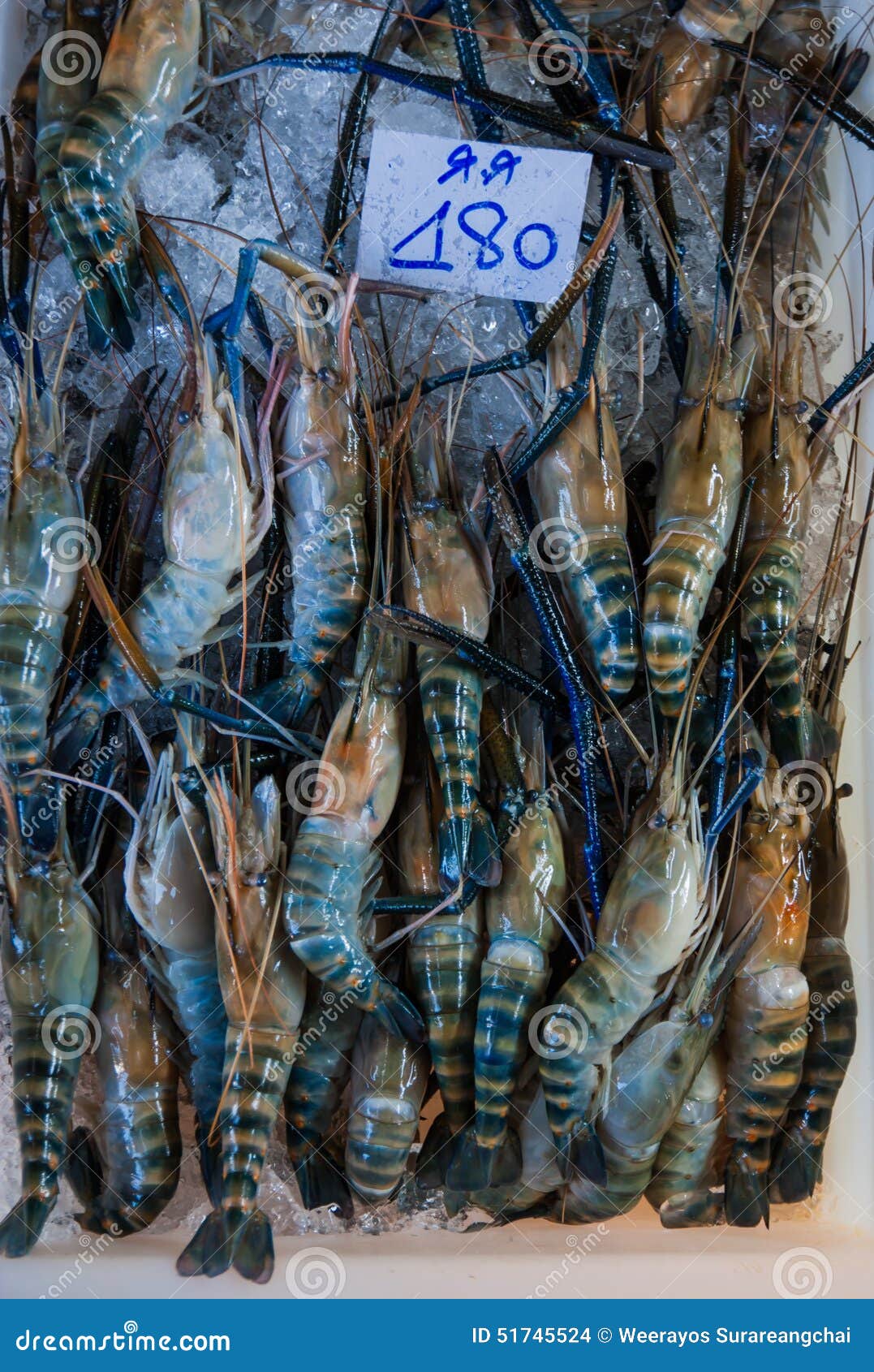 Giant Freshwater Prawn for Sale at Fresh Food Market in Samut Sakhon