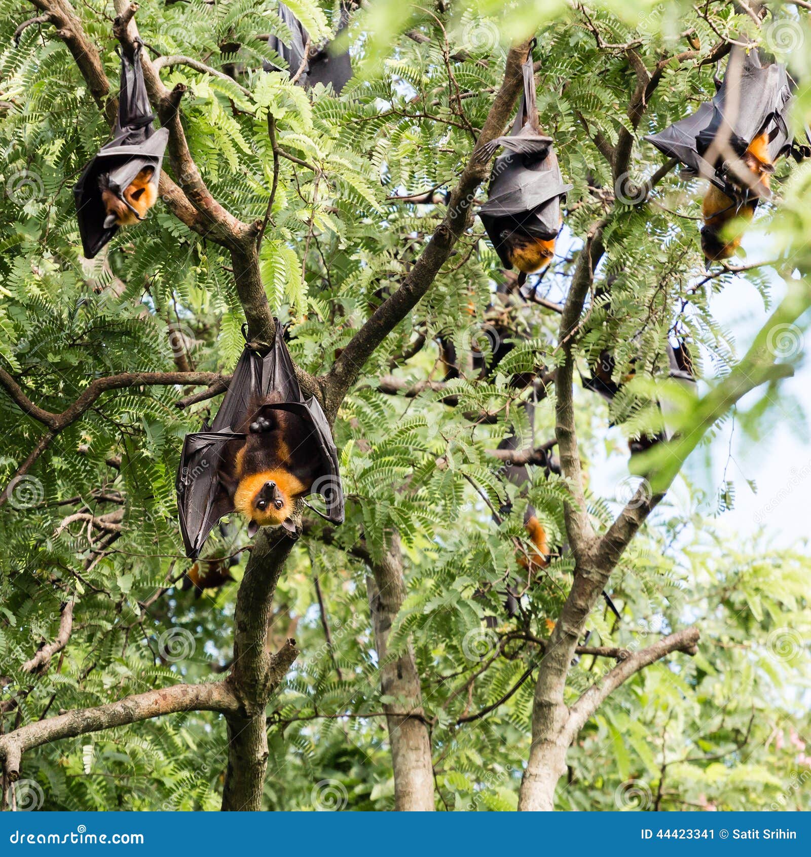 Giant fruit bat stock image. Image of rainforest, sleeping 44423341
