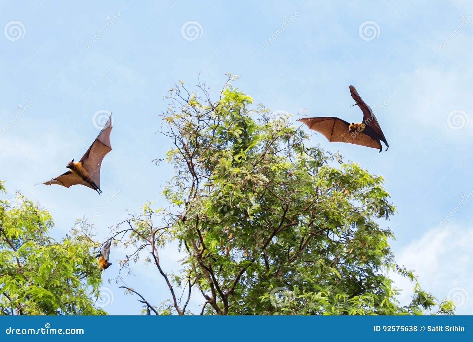 Bats Flying To Draculas Castle Stock Photography