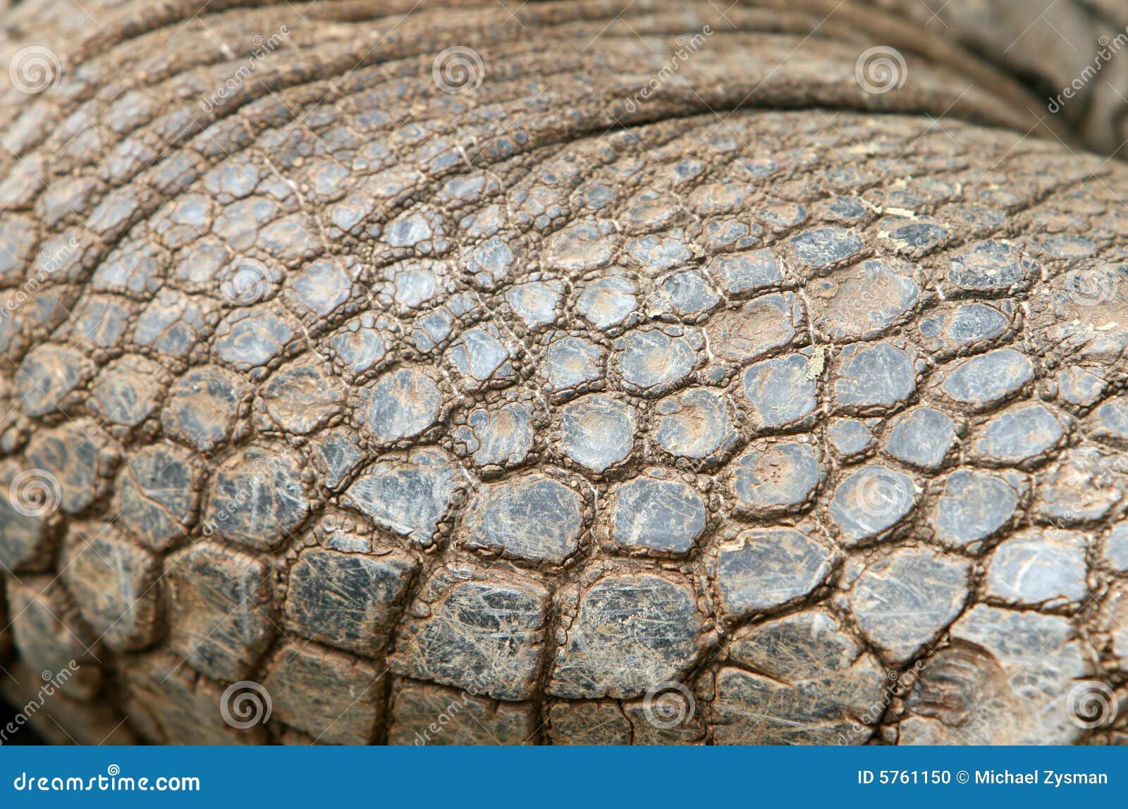 Giant Galapagos Tortoise Skin Stock Photo Image of america, close