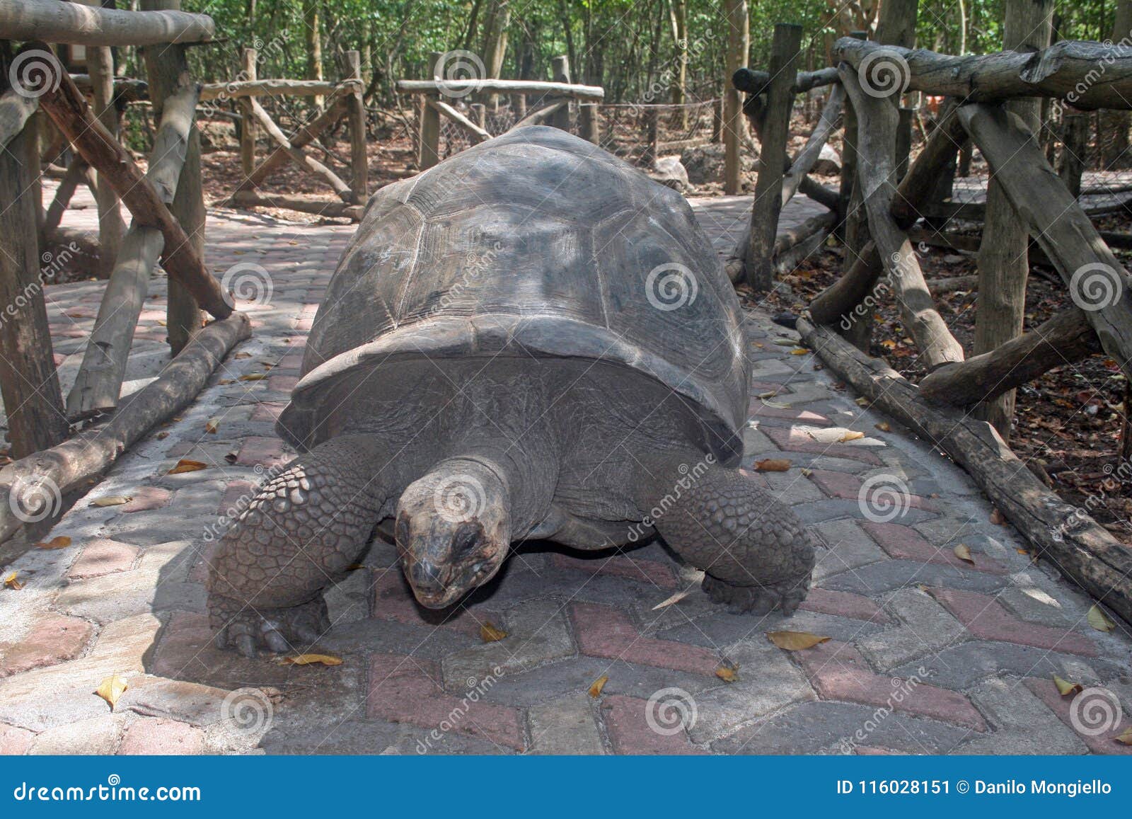 zanzibar turtle