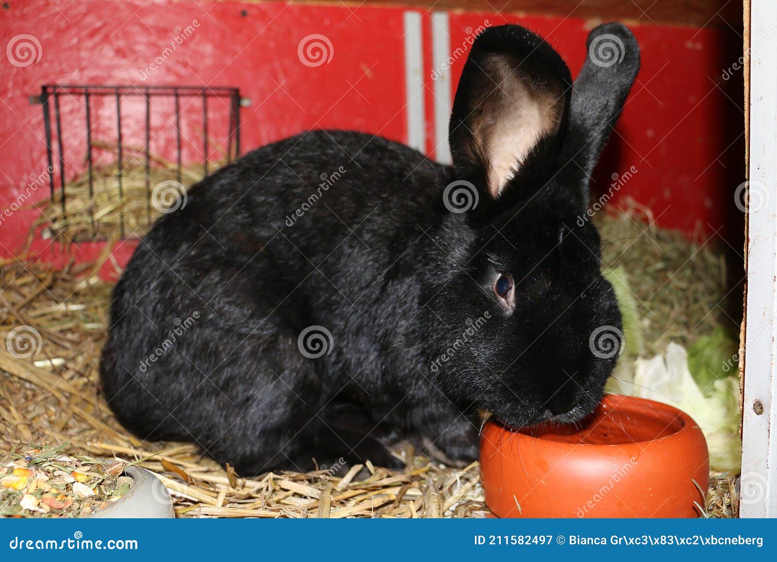 A Giant German Rabbit Sits in the Stall and Eats Stock Image Image of