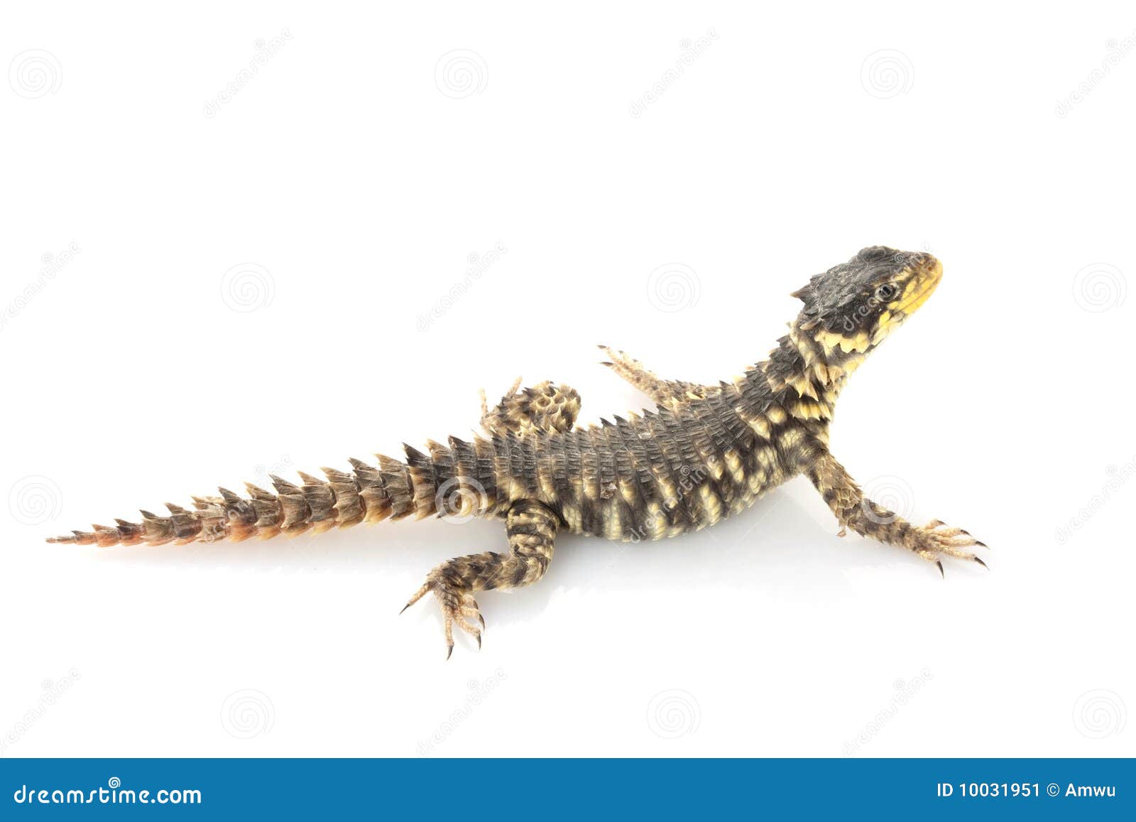 Giant Girdled Lizard stock image. Image of colorful, predator 10031951