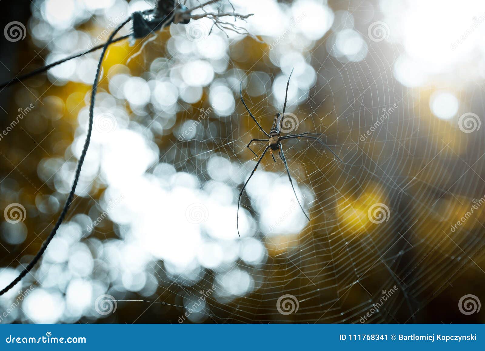 giant golden orb web spider nephila pilipes
