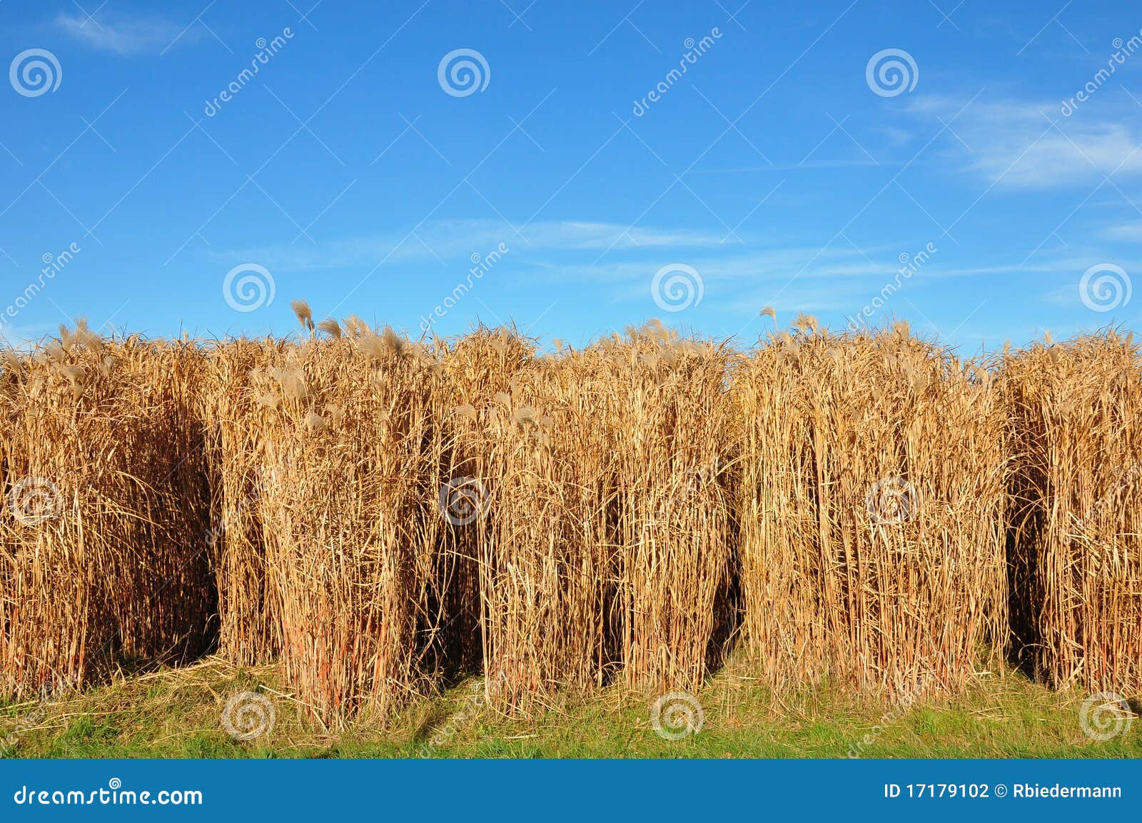 Giant grass (Miscanthus) stock photo. Image of plant 17179102