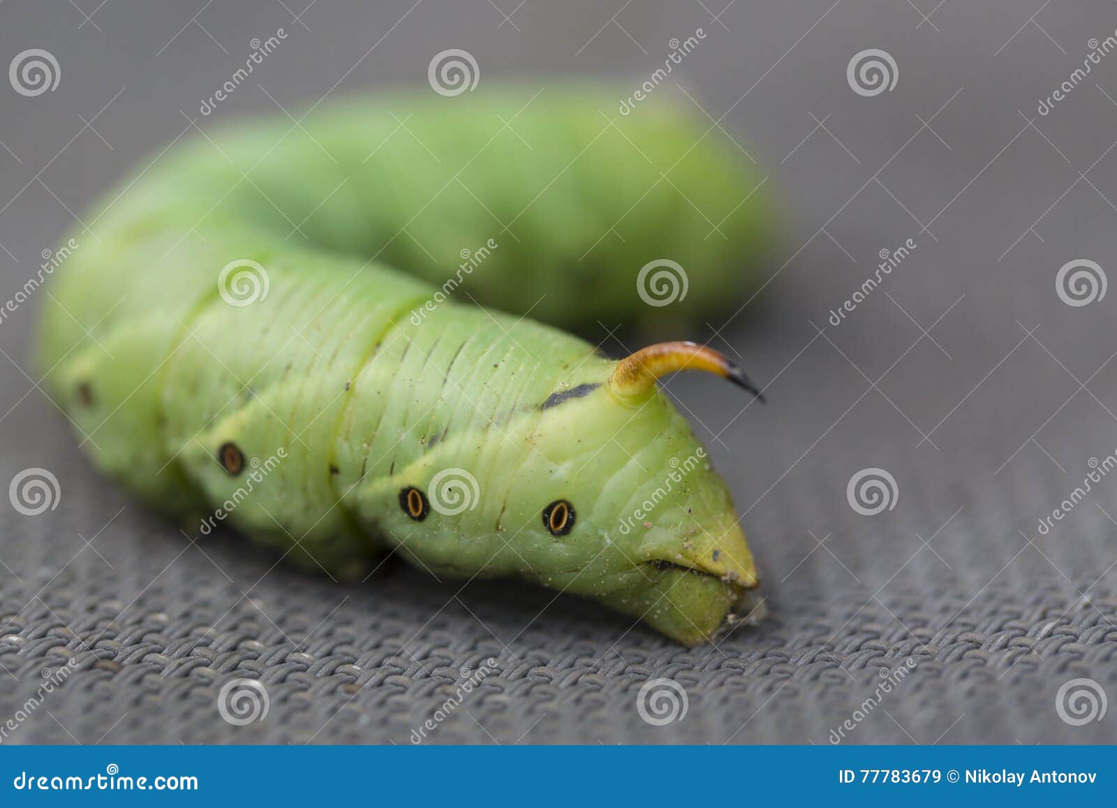 download green horned caterpillar download green horned caterpillar