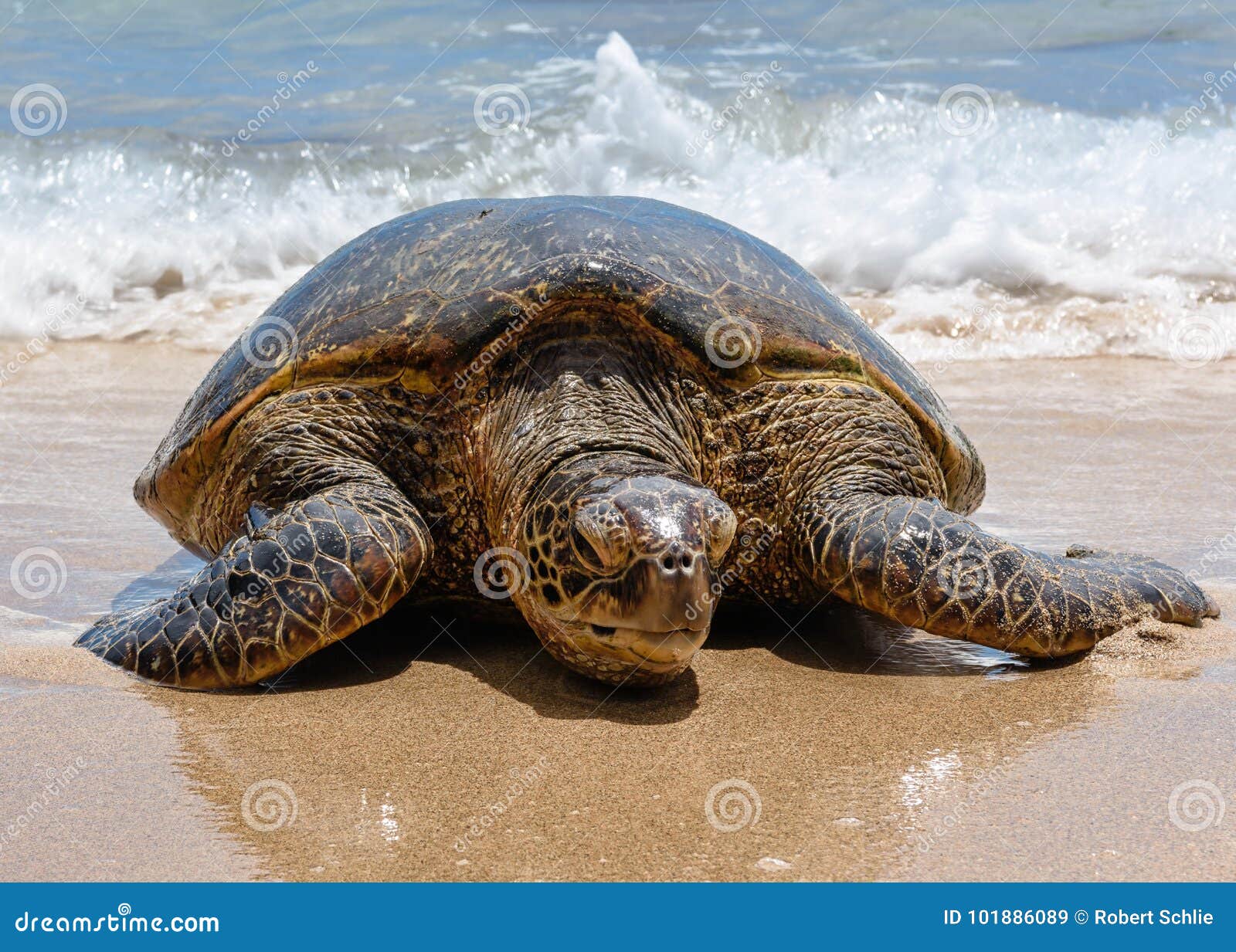 Giant Green Sea Turtle Laying on the Warm Sand Stock Image - Image of