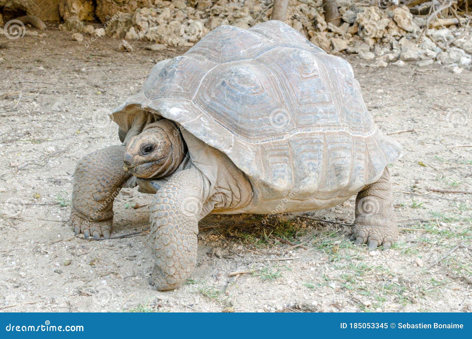 giant grey tortoise, mauricius