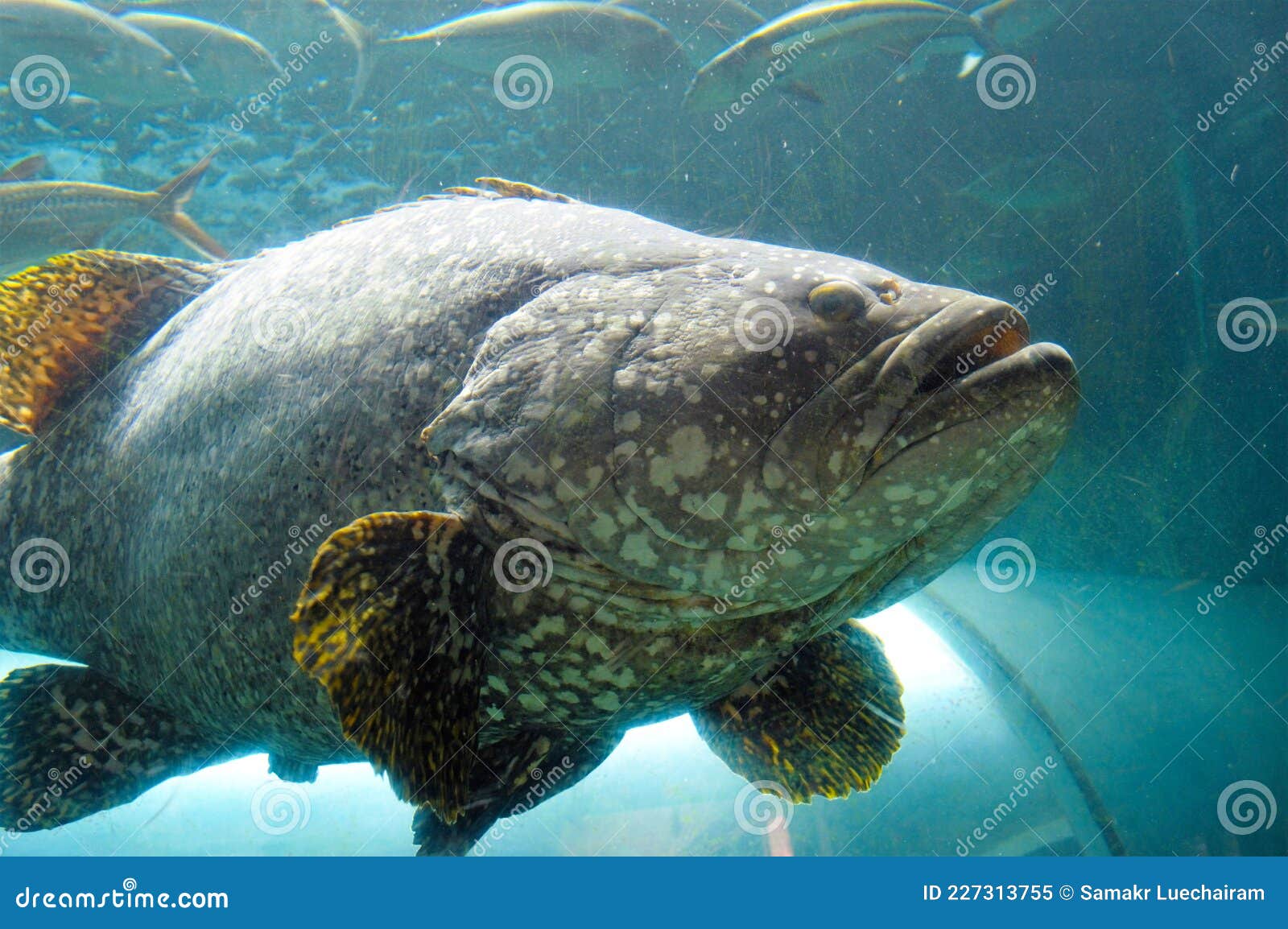 giant grouper fish