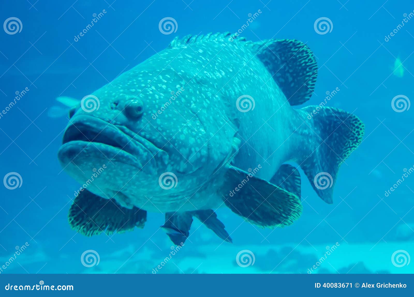 spearfisherman angry giant grouper spearfisherman angry giant grouper