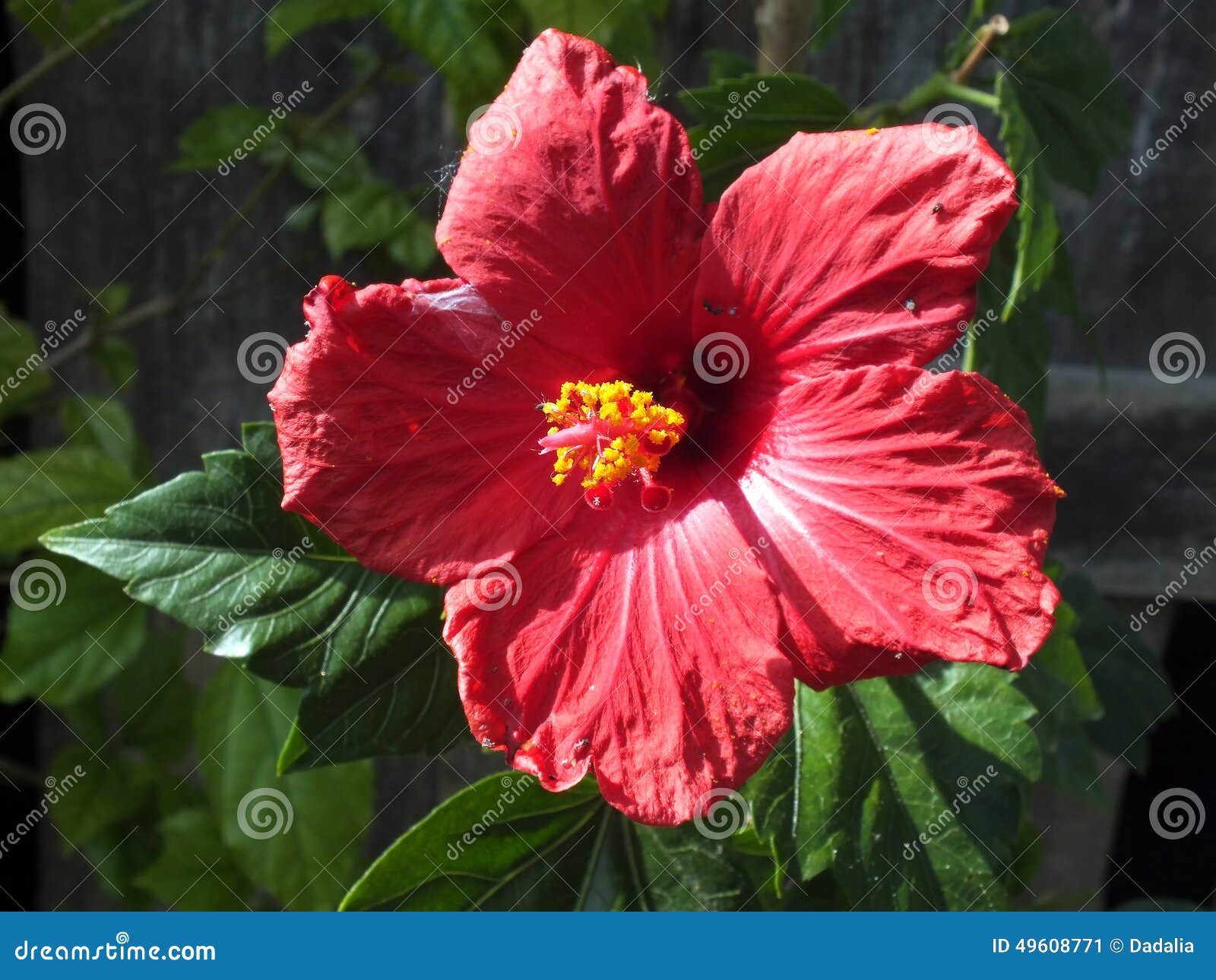 giant hibiscus (hibiscus moscheutos)