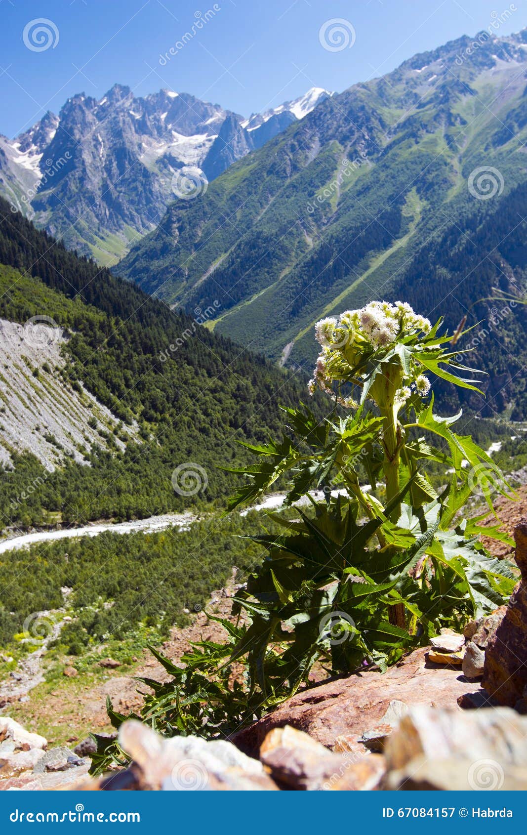 Giant Hogweed, in a Native of the Caucasus Mountains Stock Image