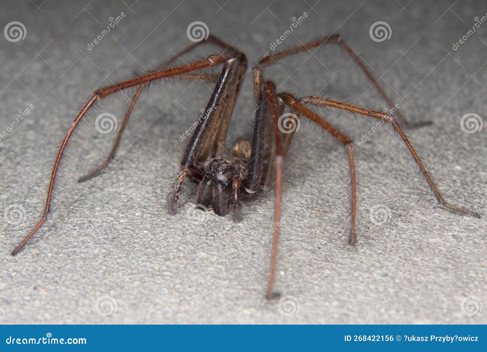Giant House Spider Eratigena Atrica Stock Photo Image Of European giant-house-spider-eratigena-atrica-stock-photo-image-of-european