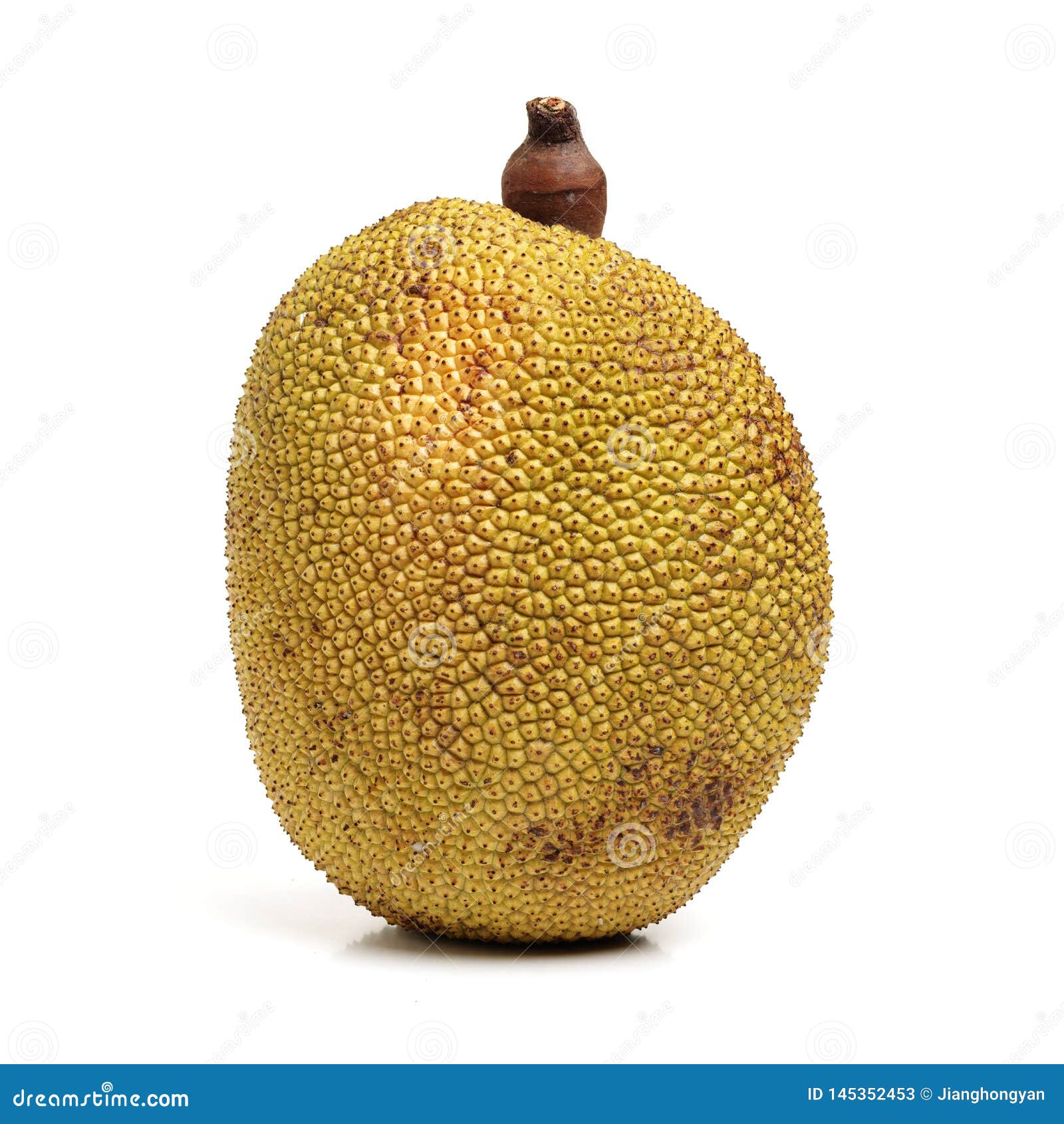 Giant jackfruit stock image. Image of farm, colour, crops 145352453