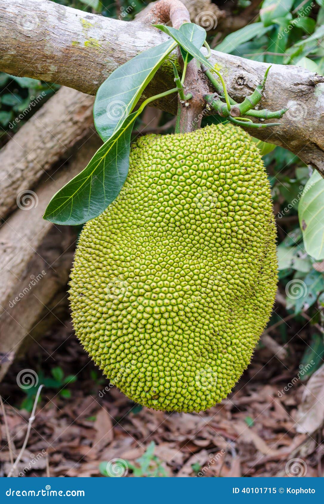 A giant jackfruit stock image. Image of green, medicine 40101715