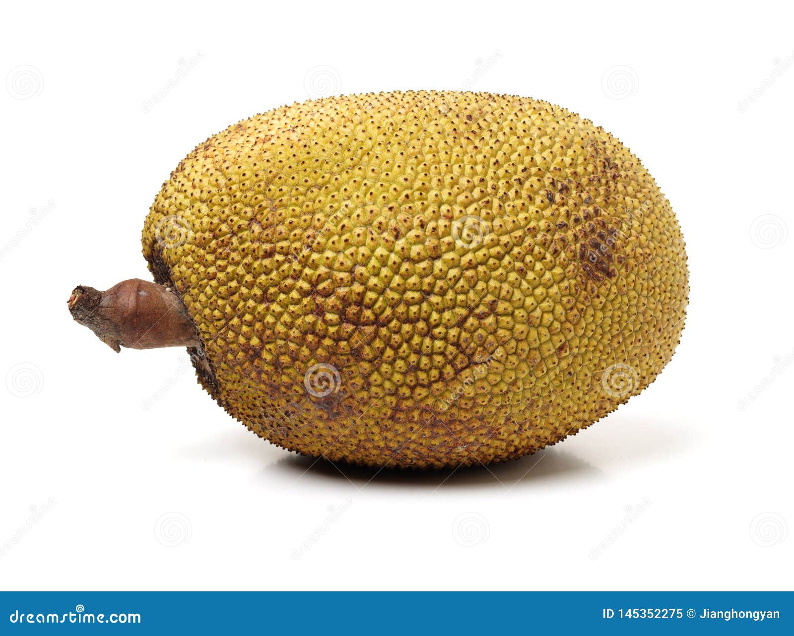 Giant jackfruit stock image. Image of large, growing 145352275