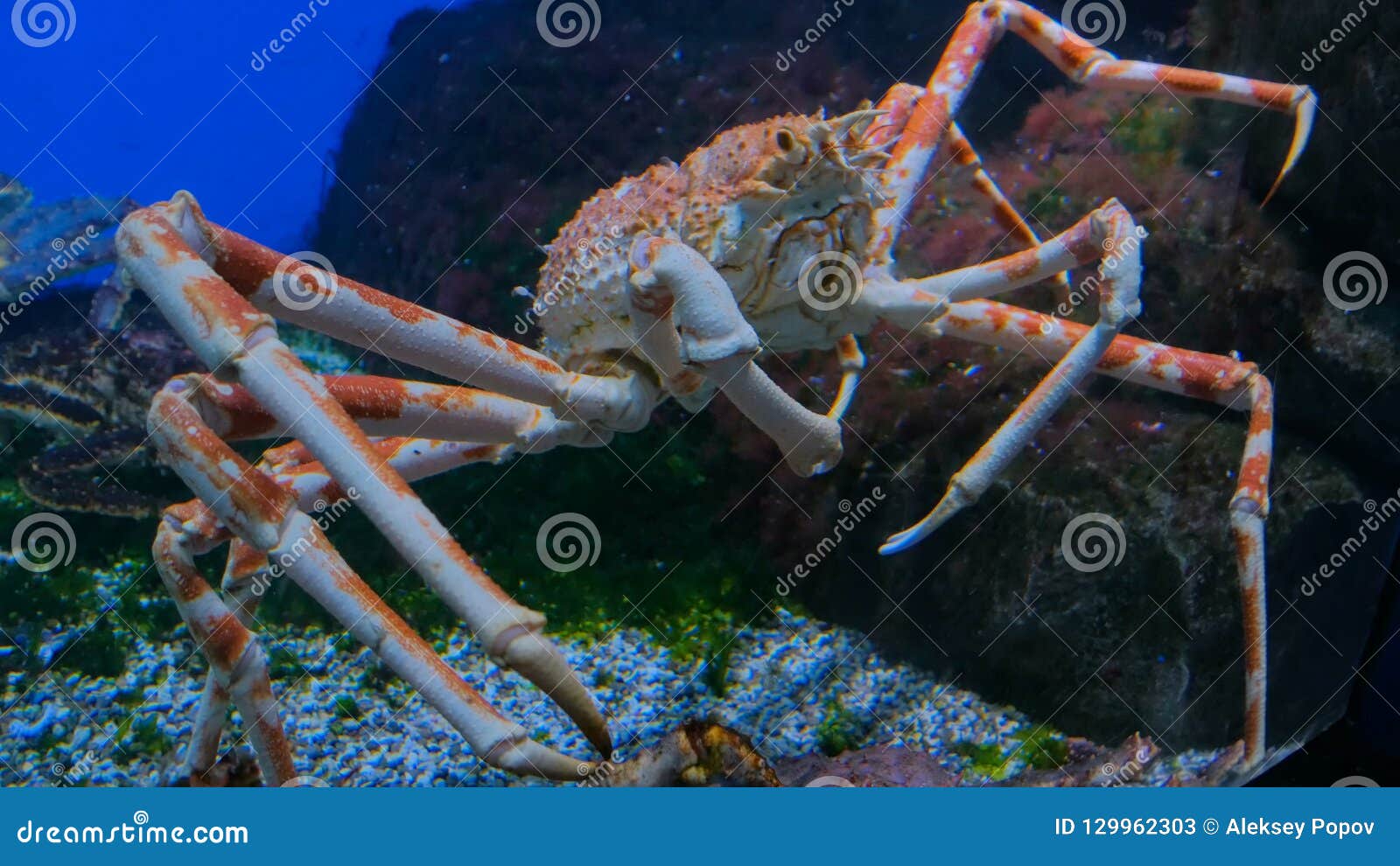 342 Giant Japanese Spider Crab Photos Free Royalty Free Stock Photos From Dreamstime