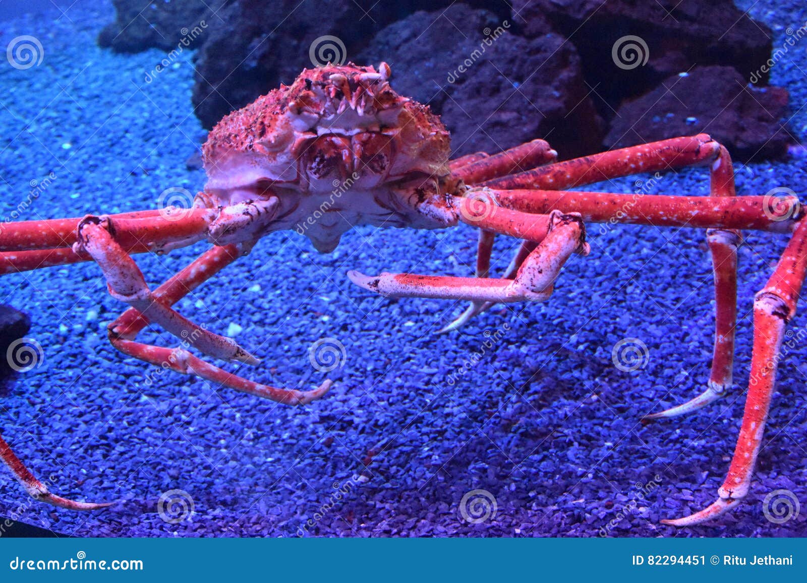 Giant Japanese Spider Crab stock image. 