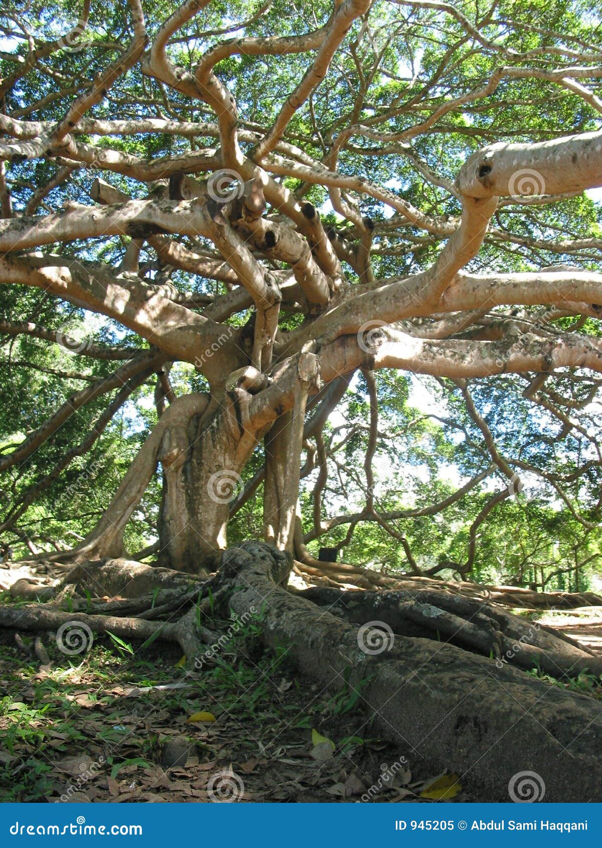 giant javan fig tree - roots and branches