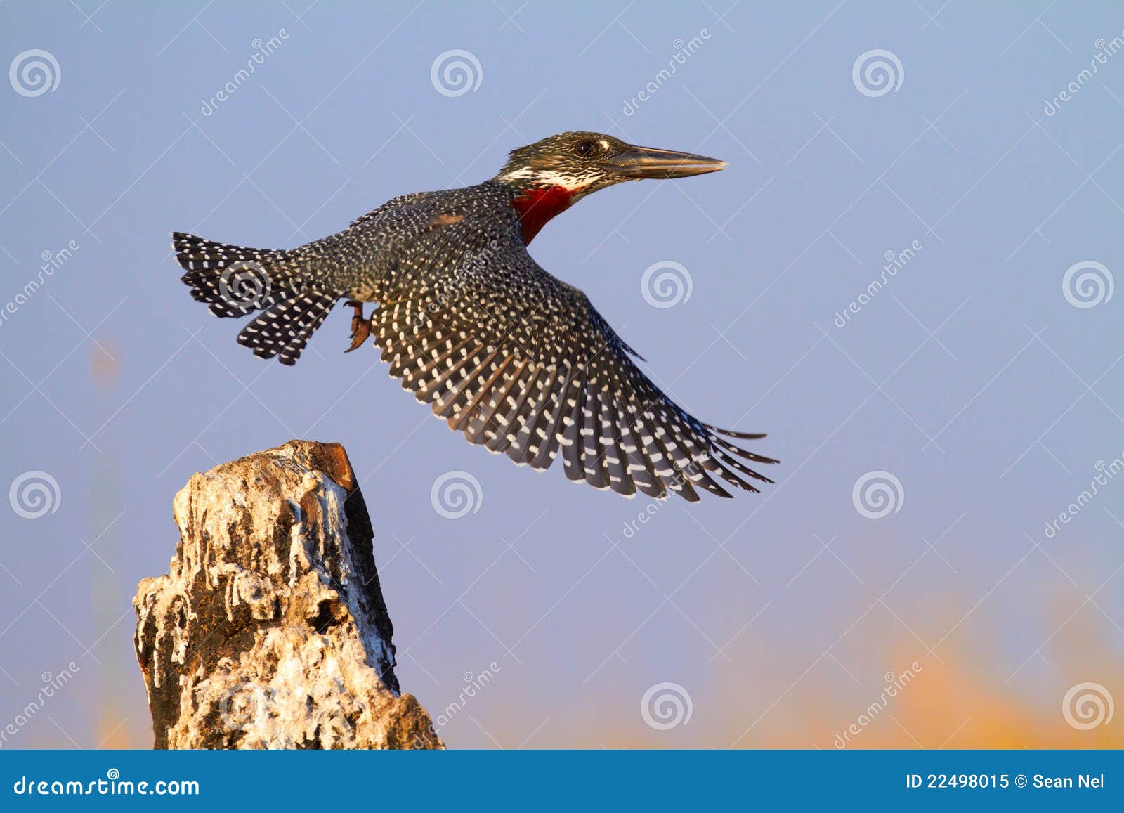 giant kingfisher