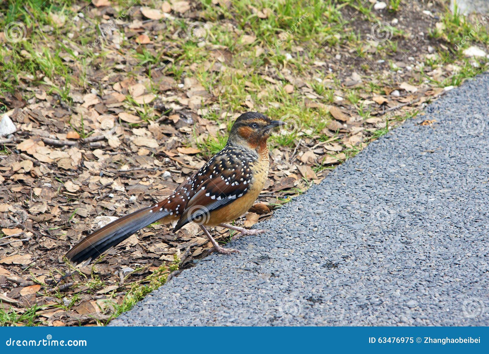 Giant Laughingthrush stock image. Image of maximus, animal - 63476975