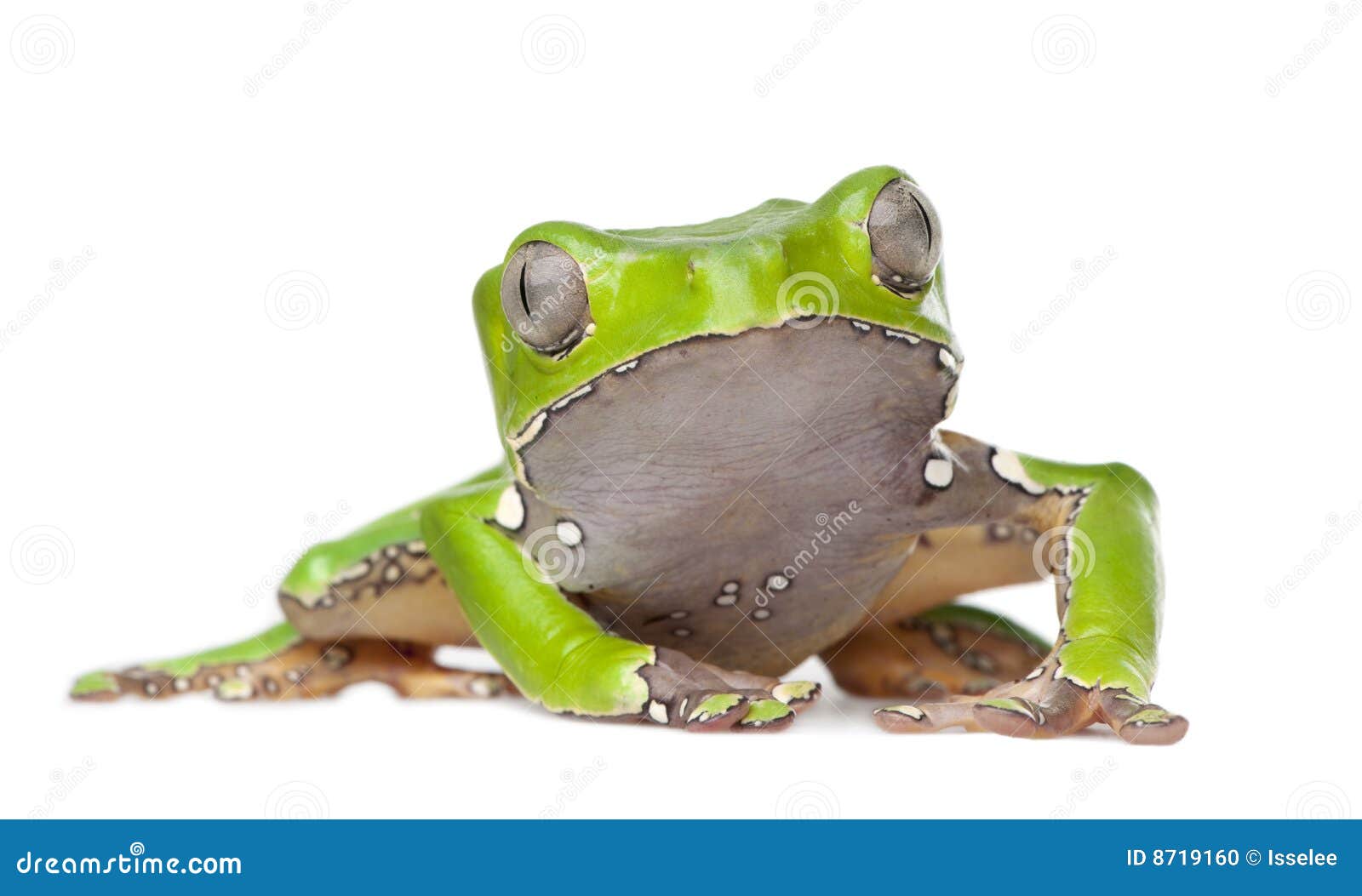 giant leaf frog - phyllomedusa bicolor