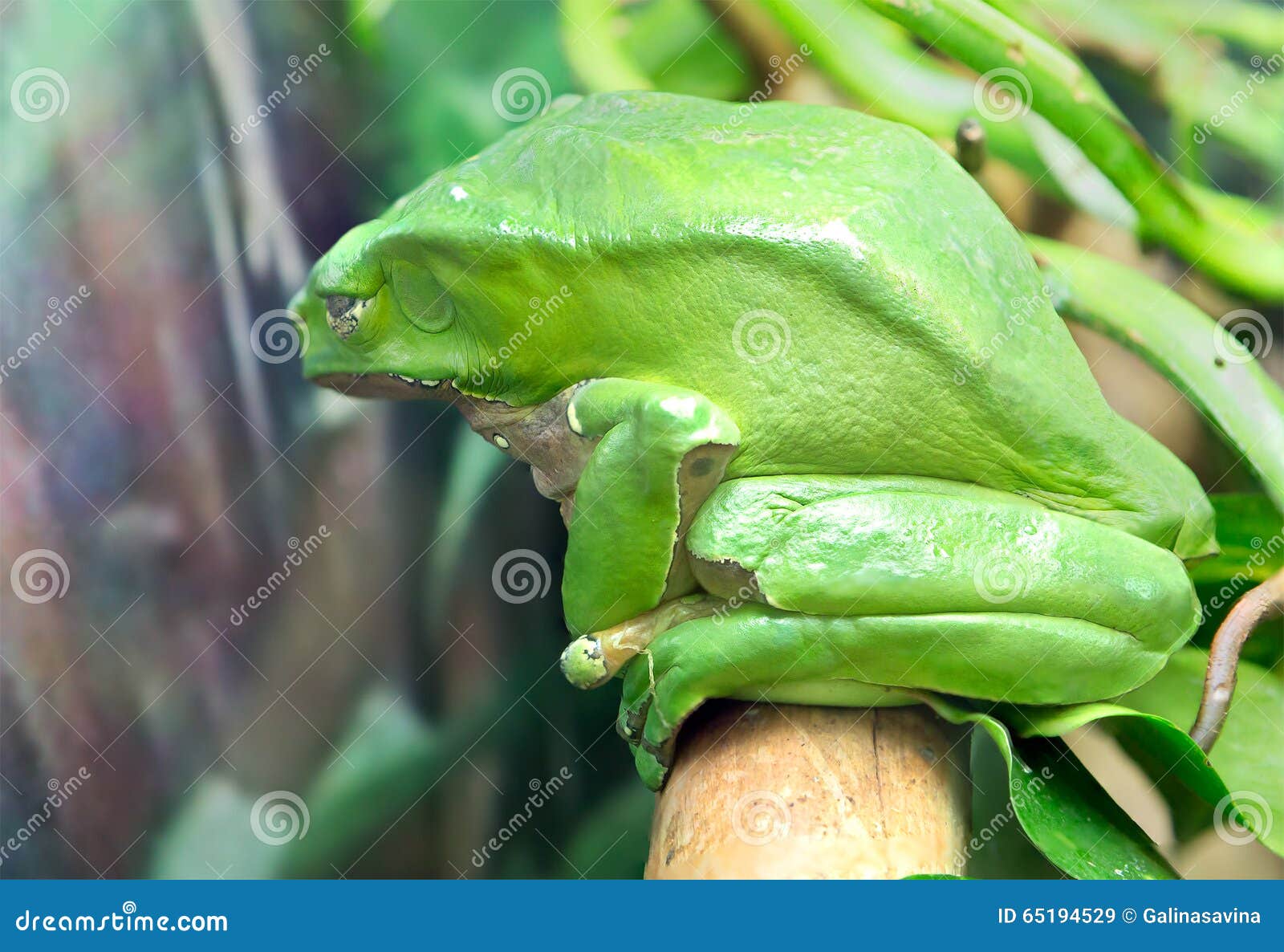 How long is the giant leaf frog?