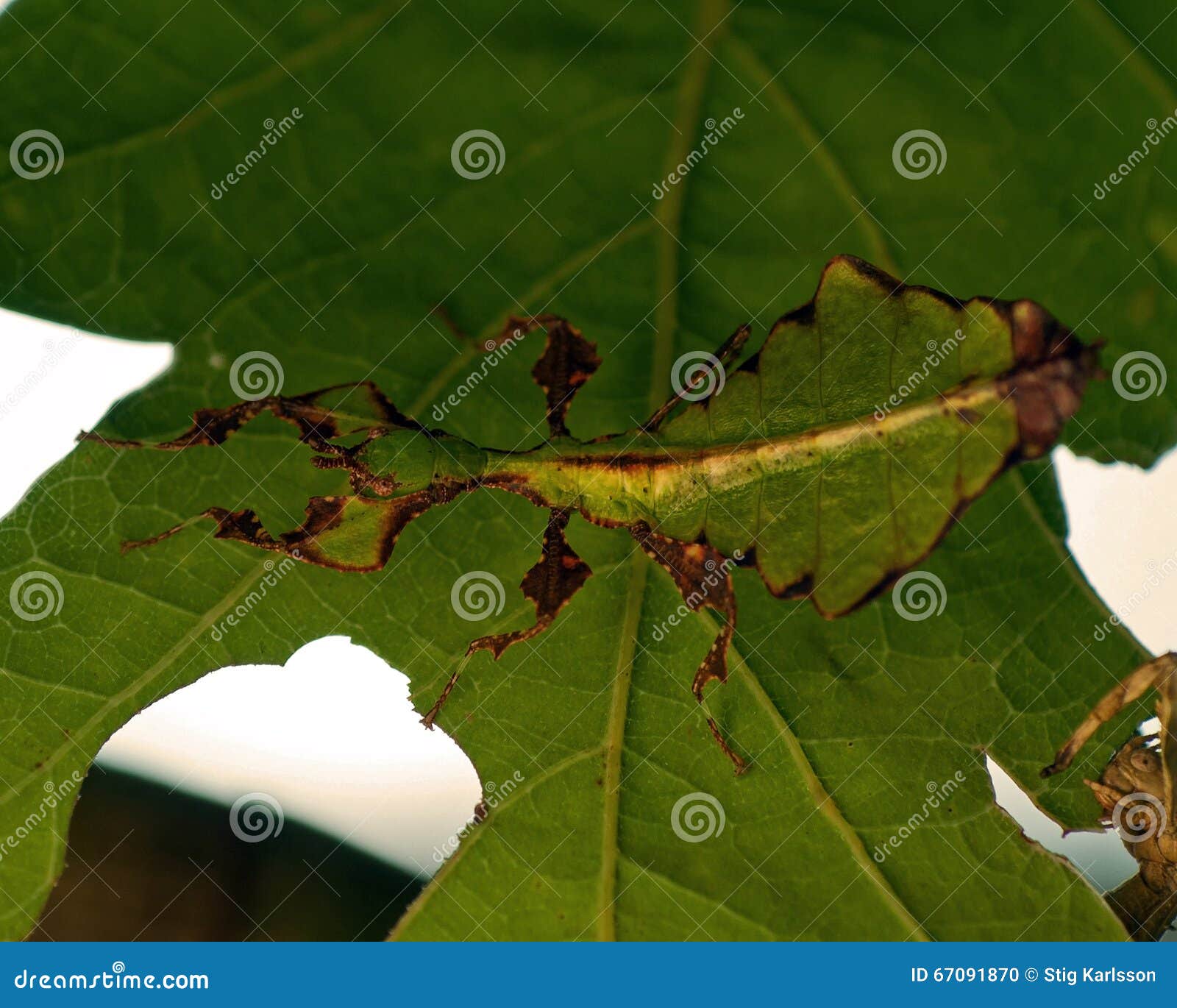 giant leaf insect, phyllium giganteum juvenil