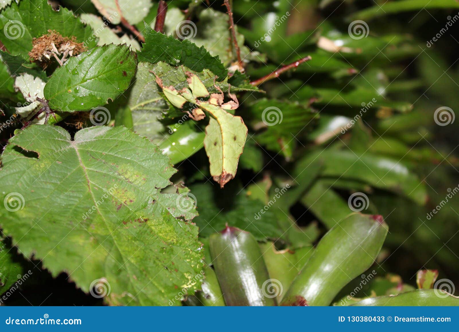giant leaf insect phyllium giganteum