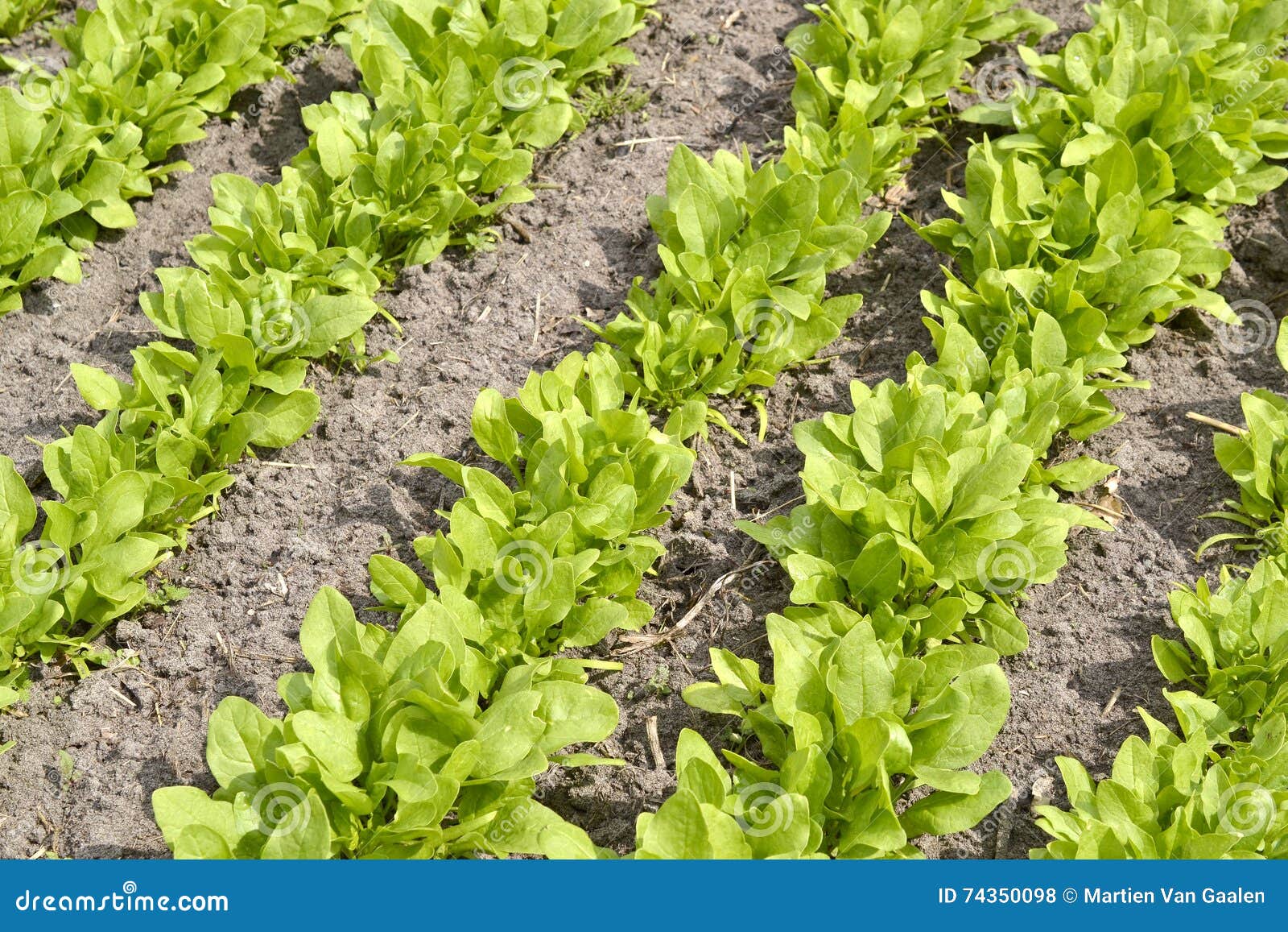 Giant Leaf spinach. stock photo. Image of allotment, grower 74350098