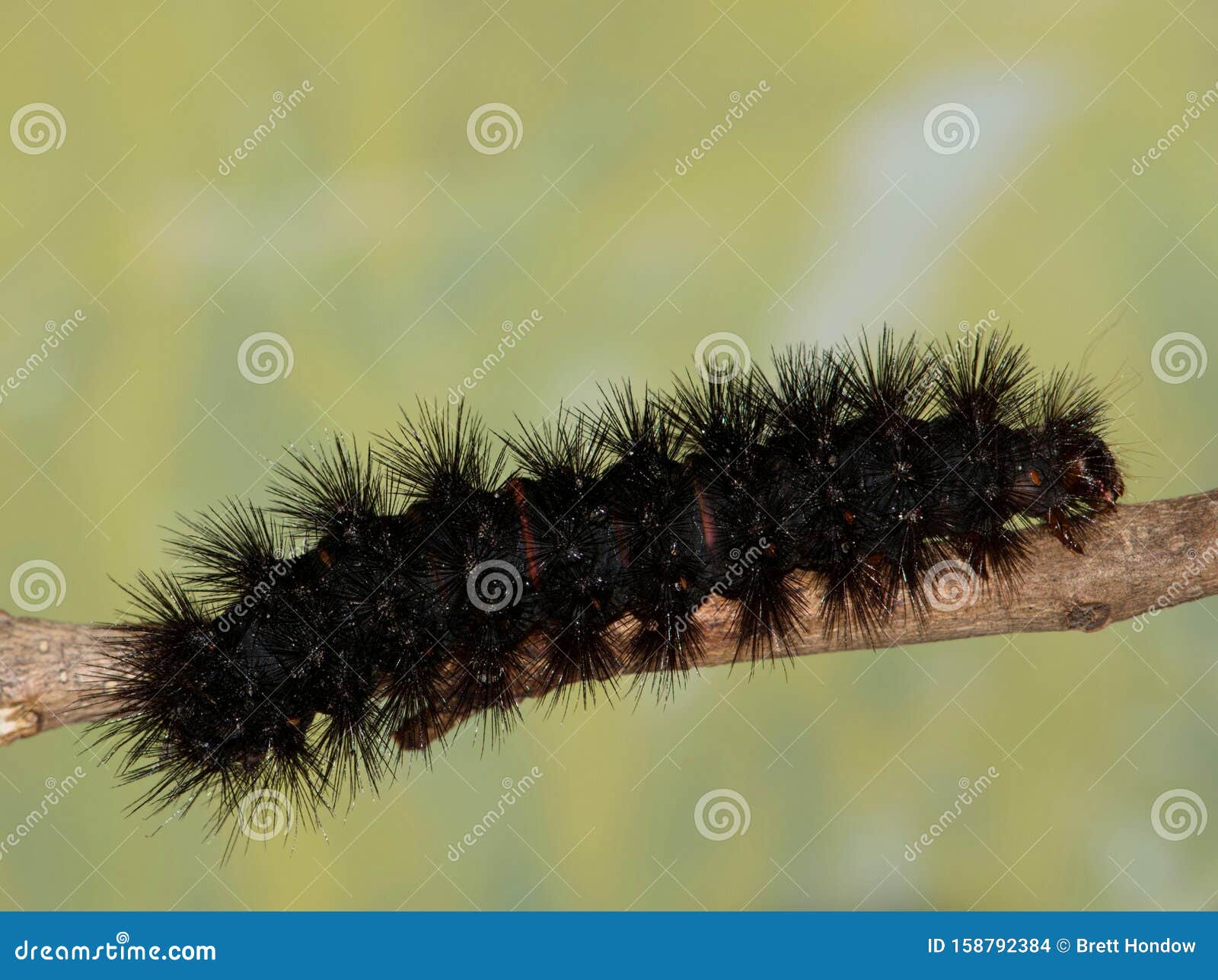 Giant Leopard Moth Caterpillar on a Tree Branch. Stock Photo Image of close, fuzzy 158792384
