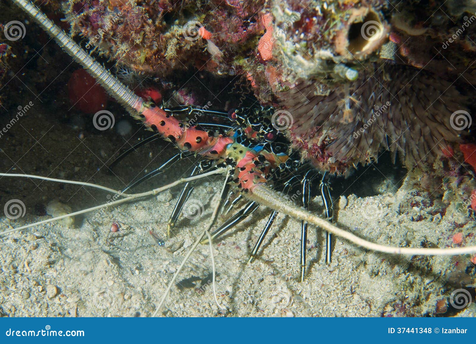 Giant Lobster while Hunting Stock Photo Image of fish, healthy 37441348