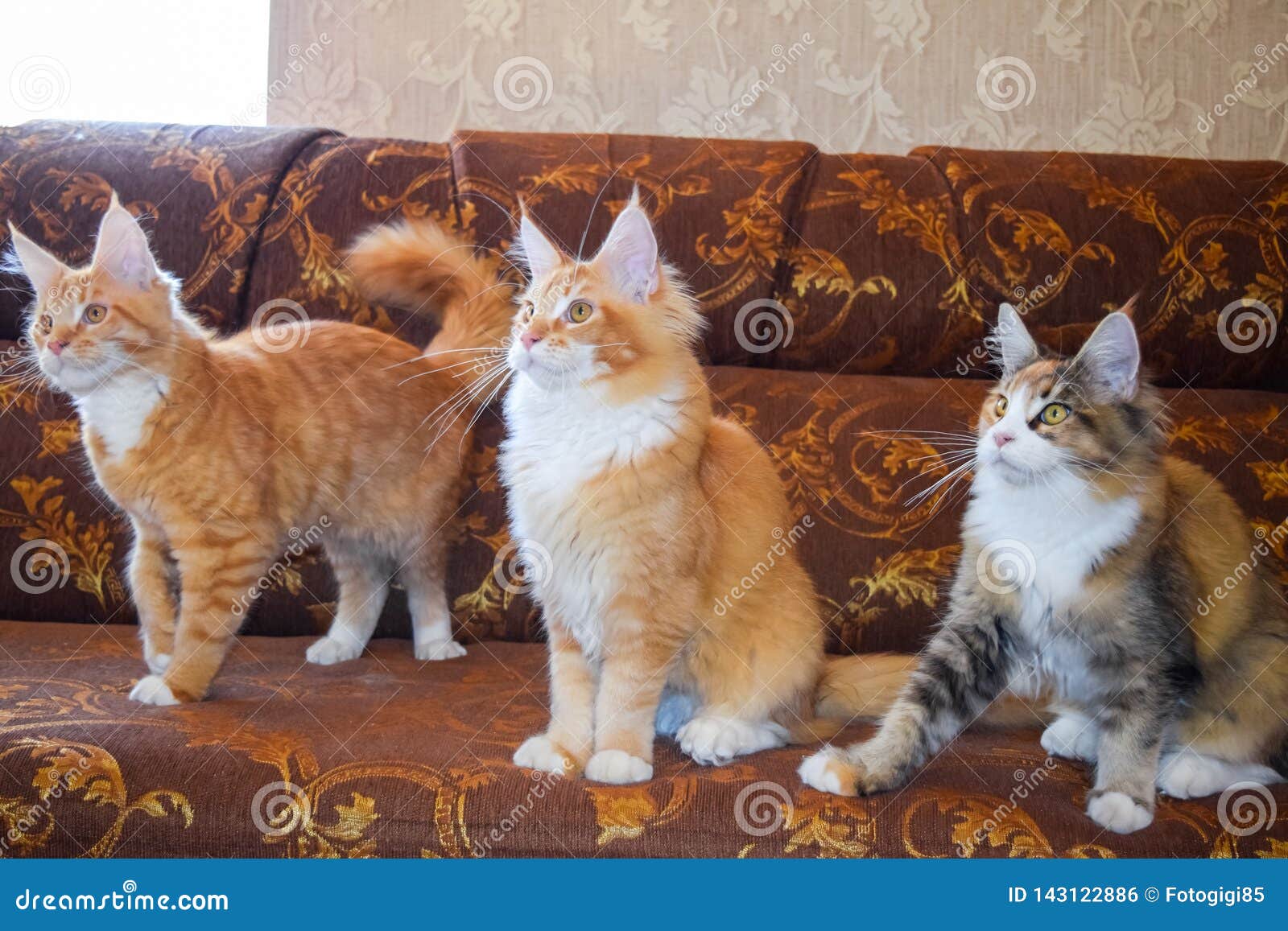 Giant Maine Coon Cat. Mainecoon Cat, Breeding of Purebred Cats at Home ...