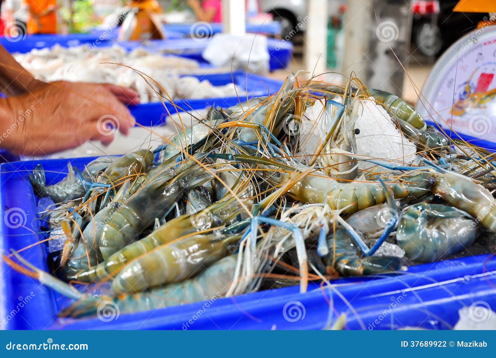 Giant malaysian prawn stock photo. Image of aqua, shrimp 37689922